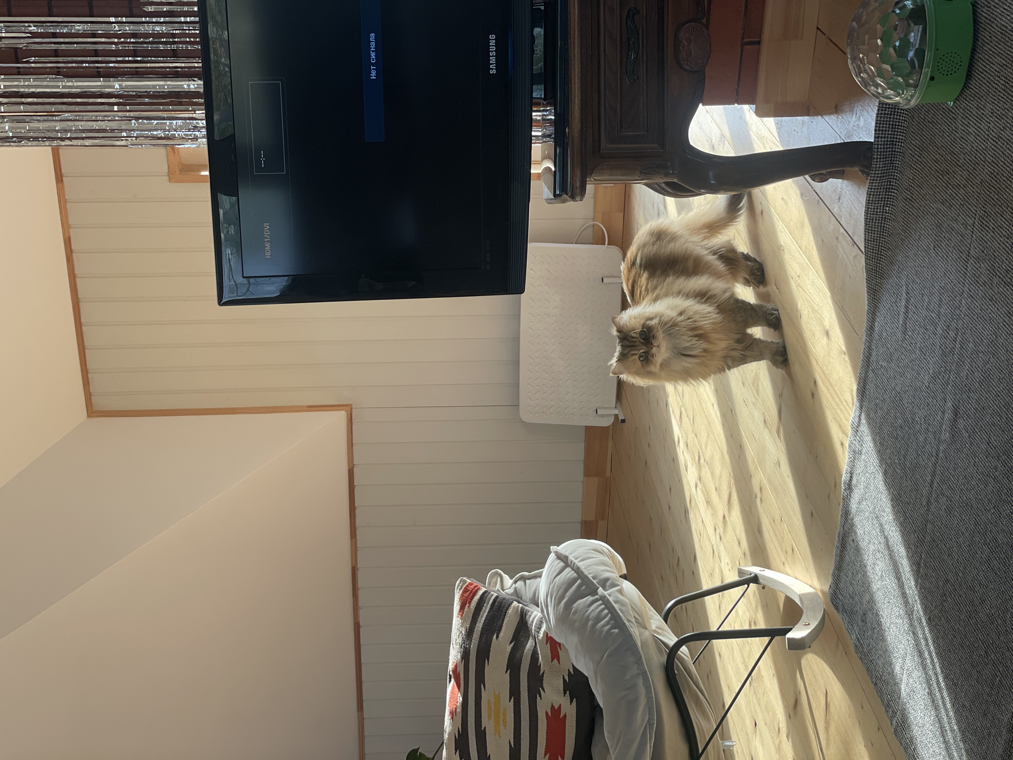 The image depicts an interior scene with a Samsung television displaying a "No Signal" message in Russian. Below the television, a fluffy cat with amber and brown fur stands on a light wooden floor. To the left, a baby bouncer with patterned cushions is visible. A wooden side table with ornate carvings sits near the television. A white router or modem is also present near the television. A decorative silver streamer hangs on the wall. The location is likely inside a residential building. Given the mention of Sestroretsk, Russia, the scene is likely set in a home within that city.