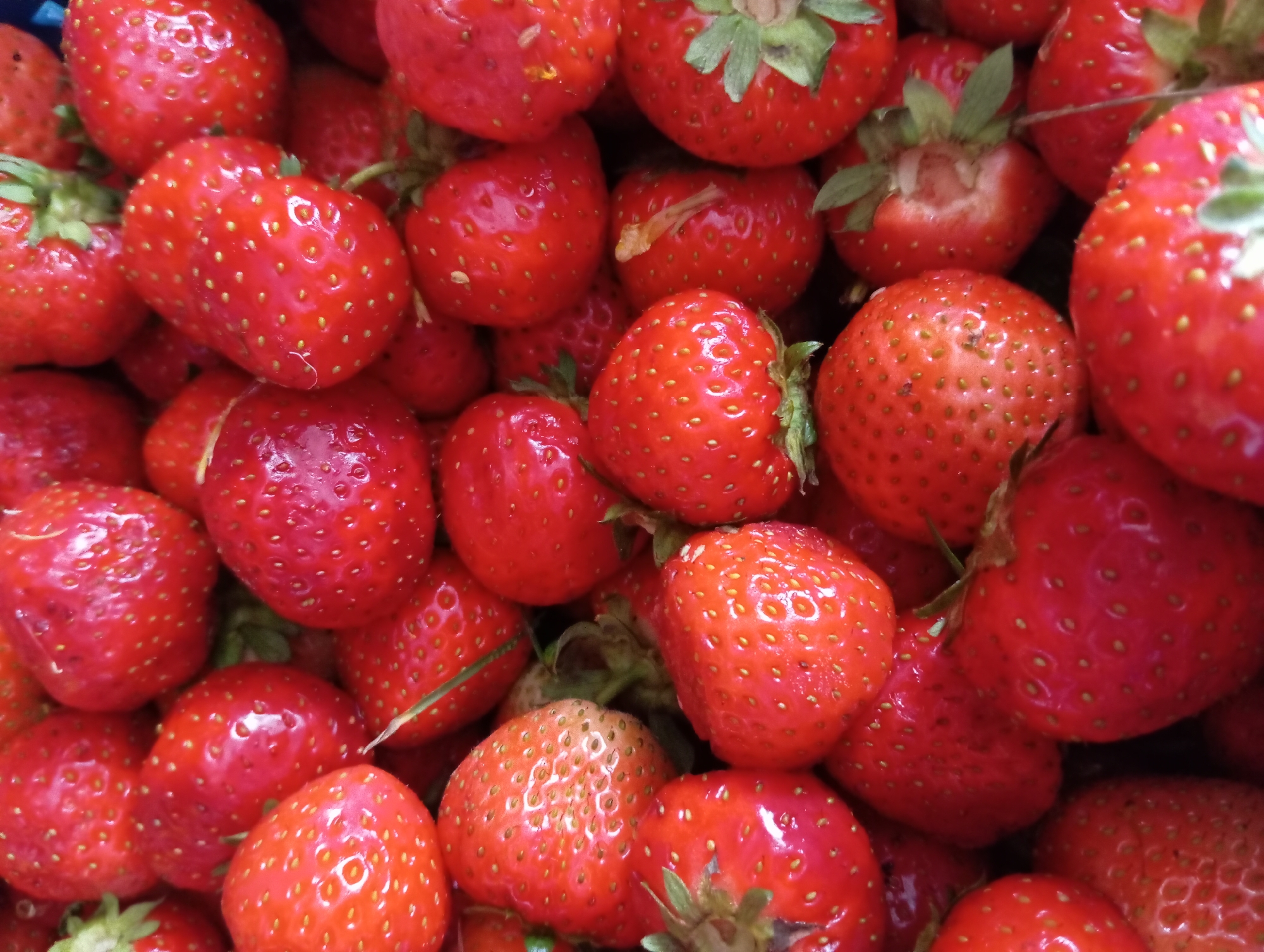 A close-up, overhead shot showcases a dense pile of ripe strawberries, filling the entire frame. The berries are a vibrant red, with visible seeds dotting their surfaces. Some strawberries have green stems or remnants of leaves attached. The lighting is even, highlighting the glossy texture of the fruit. The scene is devoid of any discernible environmental context, suggesting it may be an indoor setting or a tightly packed container. There are no people, actions, or interactions depicted. This image does not provide any information about a specific location in the city of Hlynytsi, Ukraine.