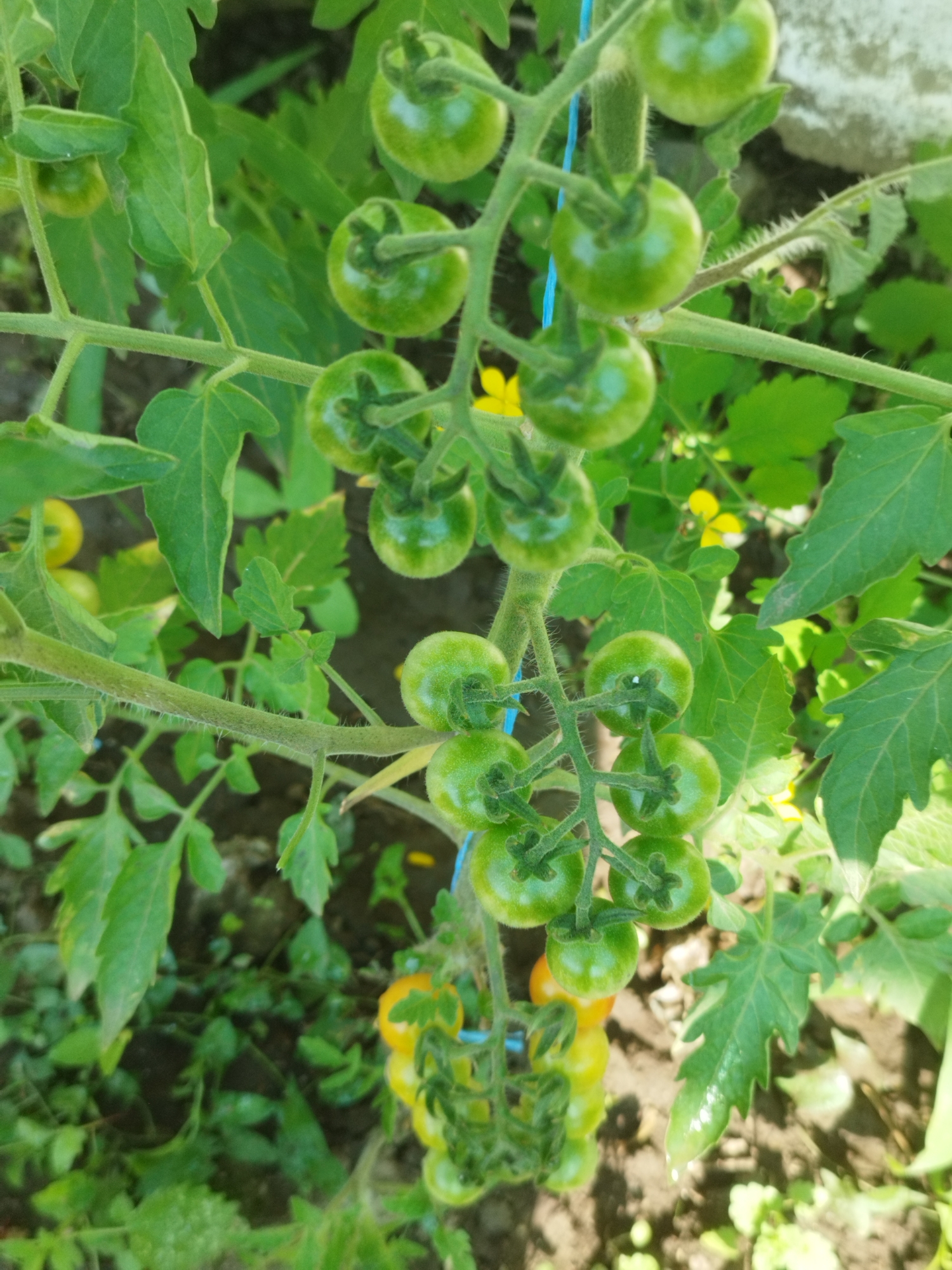 The image shows a close-up view of a tomato plant with several green and a few yellowing cherry tomatoes growing on a vine. The tomatoes are clustered together on stems, surrounded by green leaves and some soil at the bottom. A blue string is visible, possibly used for support. The scene appears to be outdoors, with natural light illuminating the plants. There are no people or animals present in the image. The location is not specified in the image, and therefore, any claims about it being in Bucharest, Romania, are unsubstantiated by the visual information.