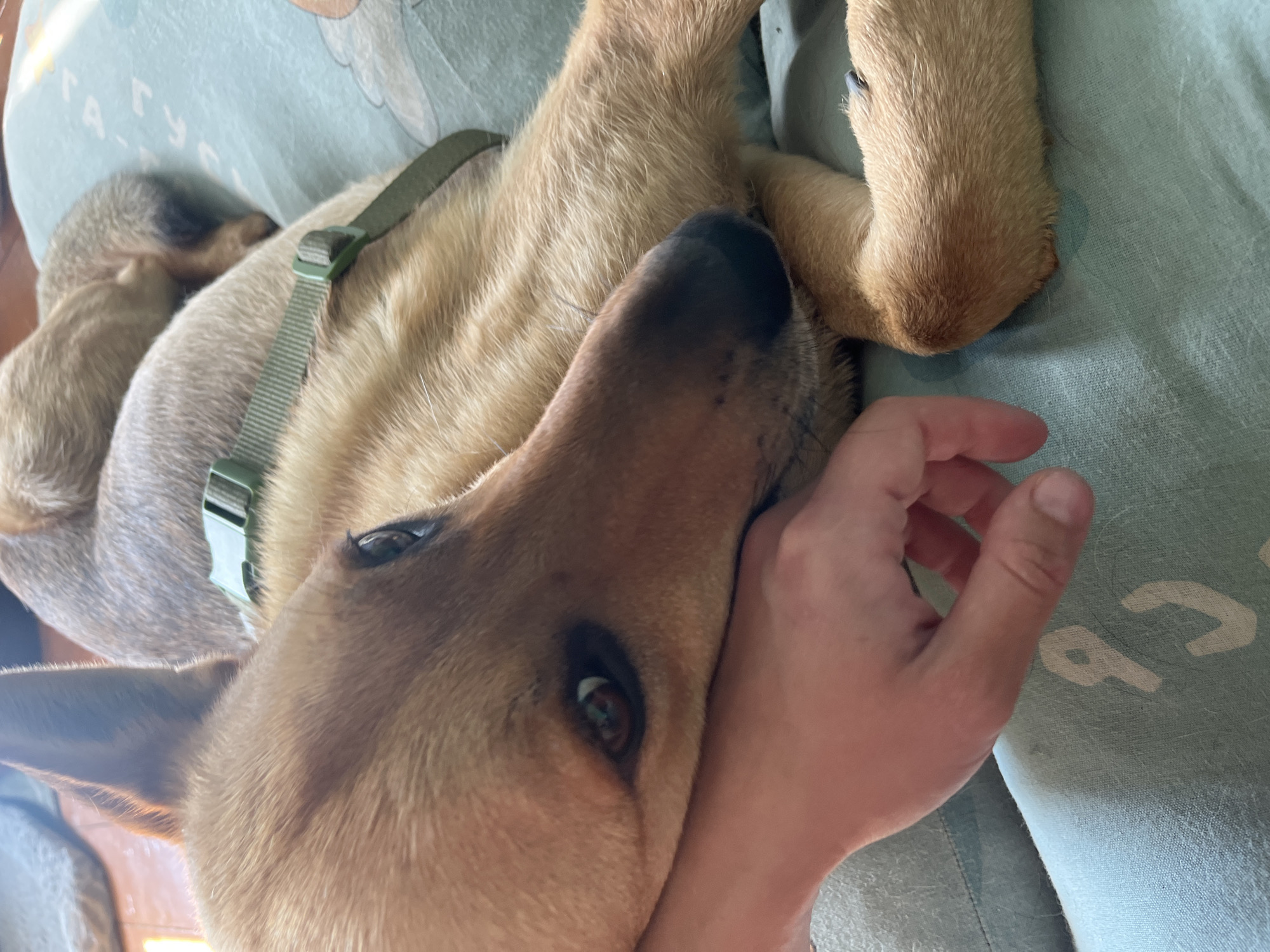 A close-up, overhead shot shows a person's hand gently touching a dog's face. The dog, a light brown German Shepherd, is lying down, with its head resting on the person's hand and arm. The dog's eyes are open, and it appears to be relaxed and content. The background is a light green fabric, possibly a blanket or a shirt, with some text that is partially visible. The text appears to be in Cyrillic letters and is light colored. The overall mood is peaceful and affectionate, suggesting a moment of bonding between a person and their pet. The lighting suggests it is daytime, likely indoors given the close proximity of the subjects and the nature of the fabric background. There are no obvious external environmental cues.
