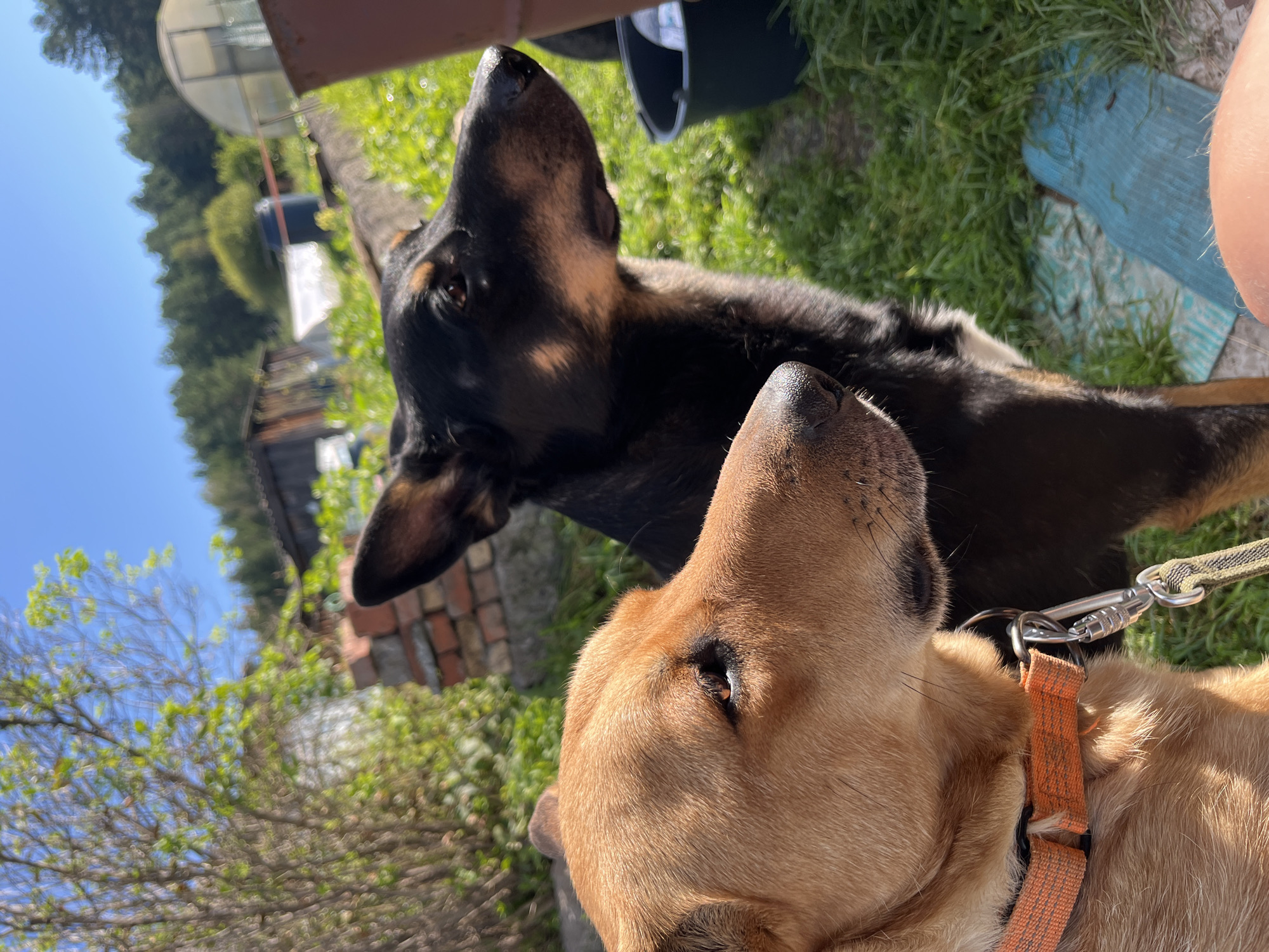 Two dogs, one light brown and one black and tan, are positioned outdoors in what appears to be a rural or garden setting. The light brown dog is in the foreground on the left, with its head and shoulders visible. It is wearing an orange collar and a leash is attached. The black and tan dog is behind and to the right of the light brown dog, also with its head and part of its body visible. Both dogs are looking to the right of the frame. The environment behind the dogs includes green grass, some vegetation, a brick structure, and what looks like a greenhouse or other outdoor structures in the distance, suggesting a backyard or allotment. The sky is blue and clear. There are no visible people in the image.