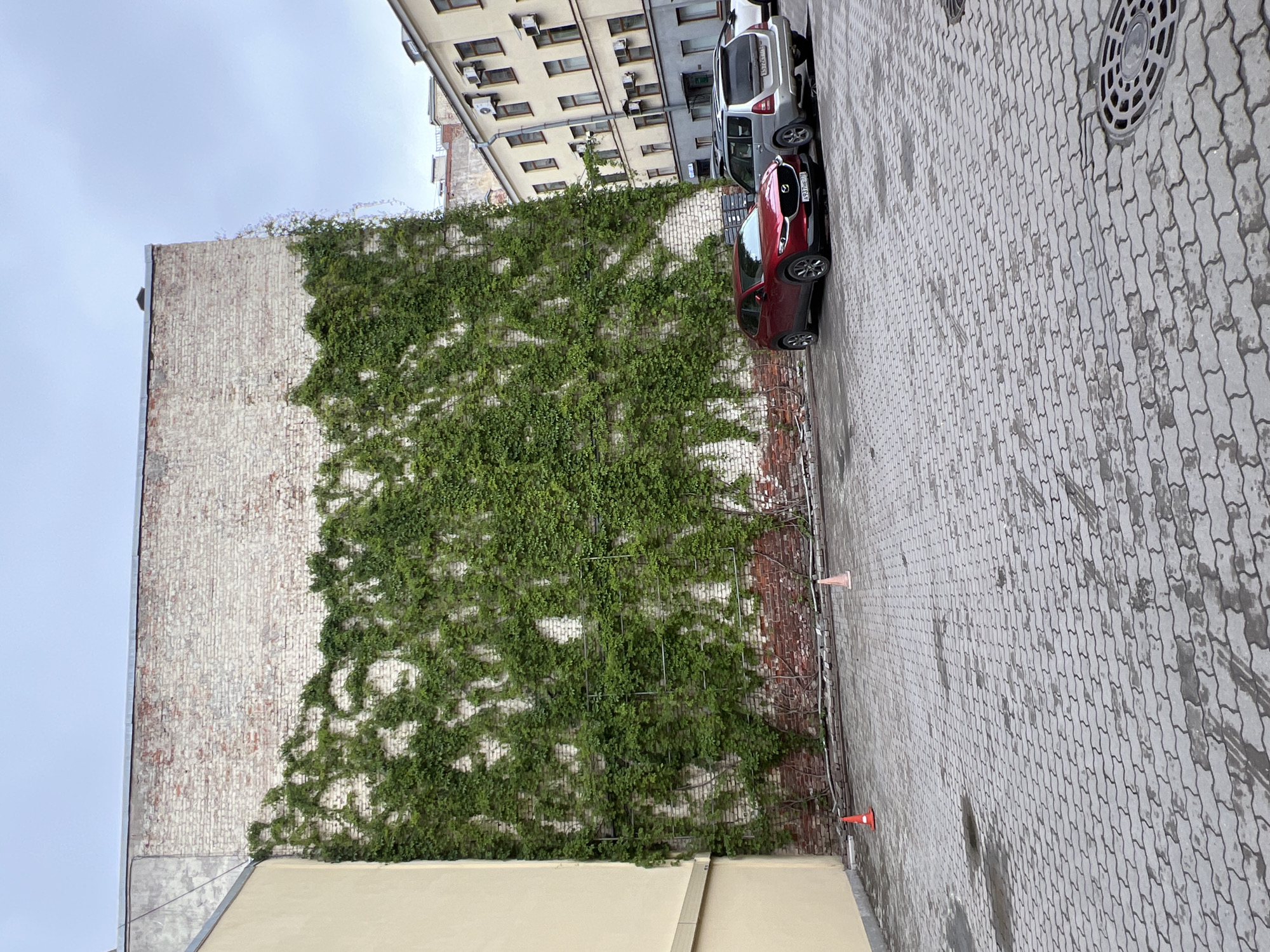 The image depicts a street scene in Saint Petersburg, Russia. A tall brick building covered in lush green ivy dominates the left side of the frame. Part of the brick is worn away and has exposed red brick. A yellow building is visible near the bottom left corner. Adjacent to the ivy-covered building is a narrow cobblestone street. Two cars are parked along the street, one red and one silver. Two orange traffic cones are placed near the curb. In the background, another building with multiple windows is visible. The sky is overcast.