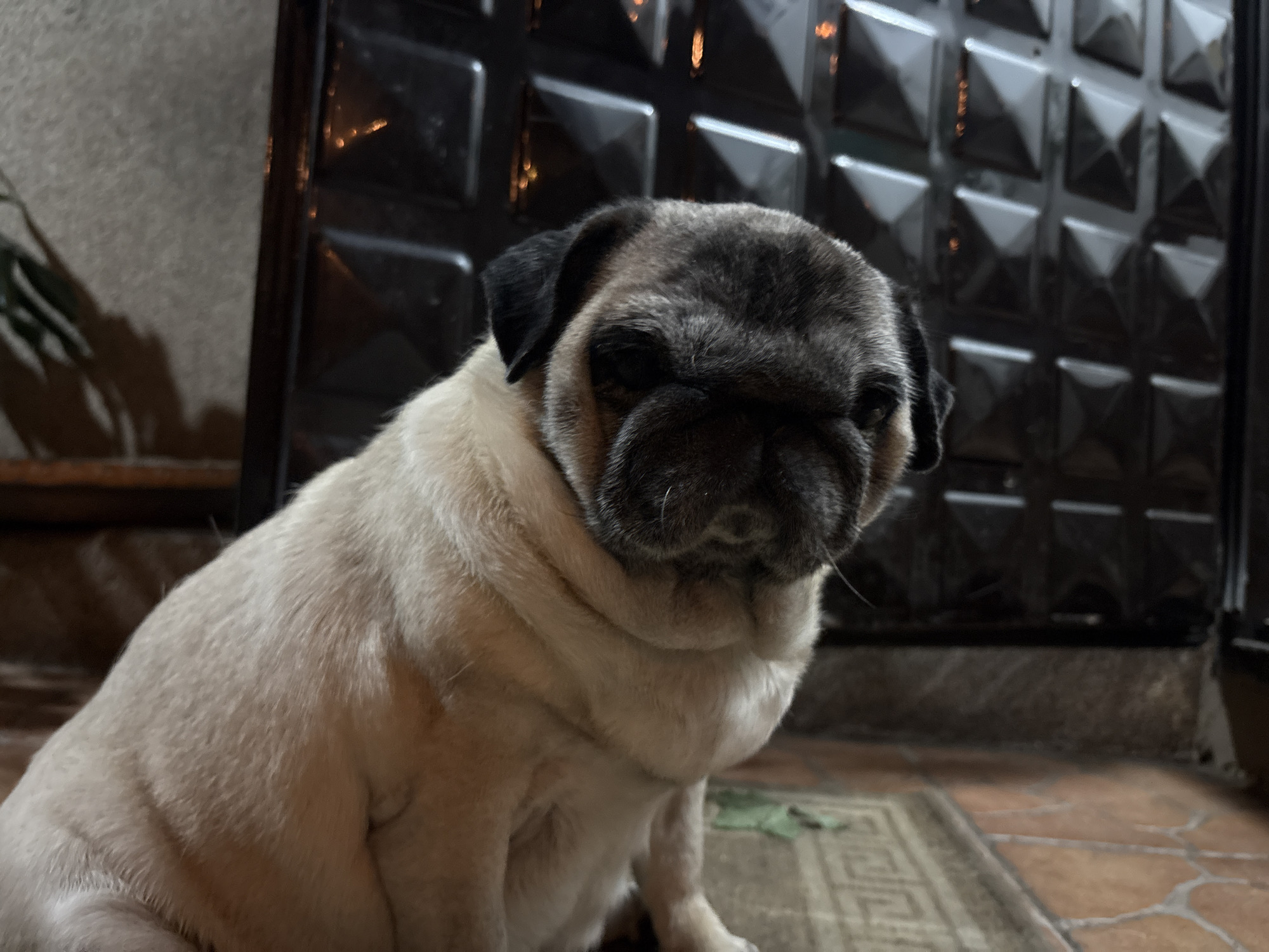 A fawn-colored pug puppy sits on a patterned rug in front of a dark, textured wall. The puppy is facing forward, with its head slightly tilted down. The wall behind the puppy appears to be a door or gate with a geometric pattern of raised squares. The floor is tiled in a reddish-brown color. The lighting suggests it is nighttime or indoors with artificial light. The scene is likely located in a residential area, possibly an entryway or porch, in Almaty, Kazakhstan.