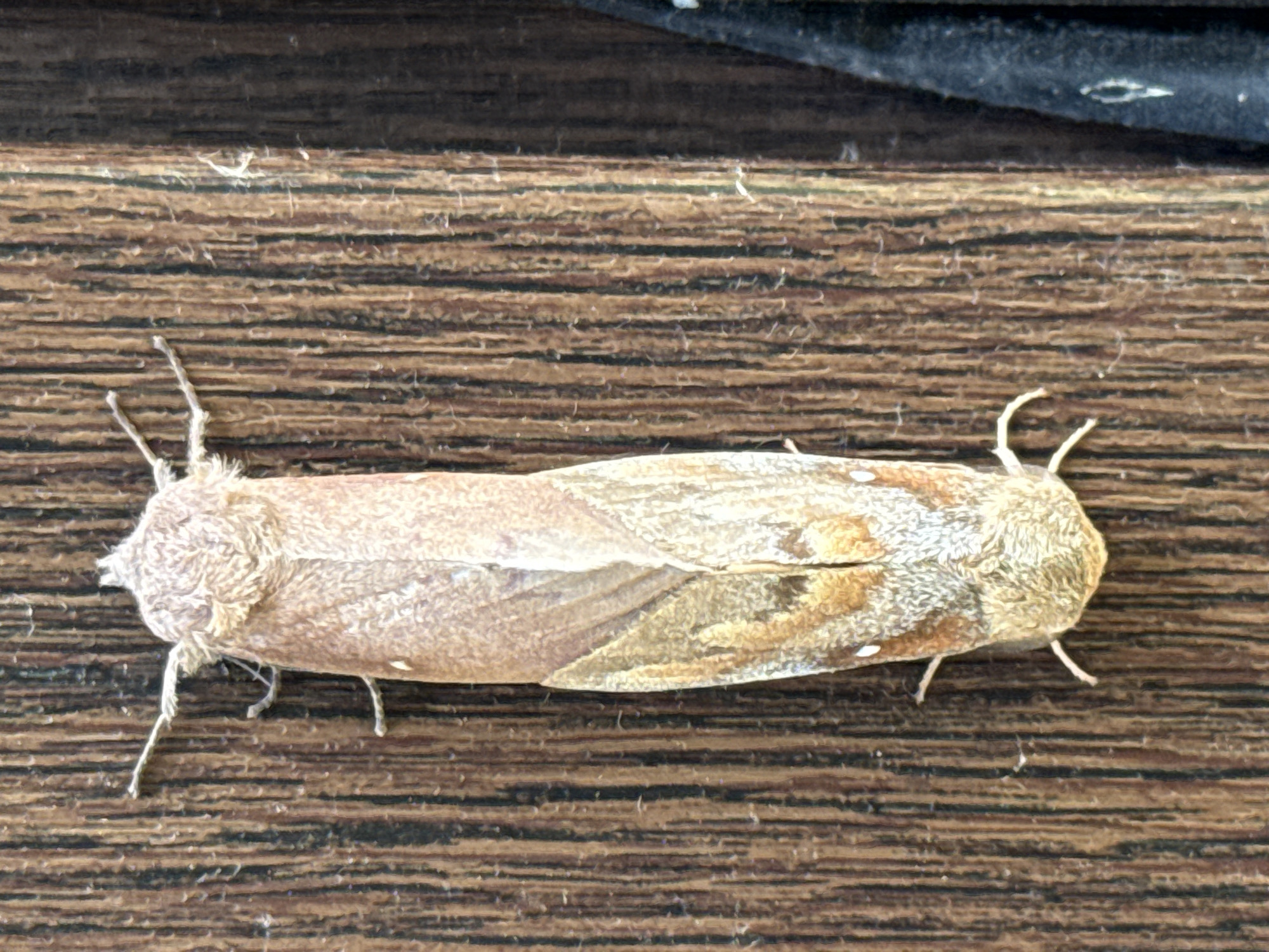 A moth rests vertically on a wooden surface with vertical grain. The moth is light brown with darker brown markings and two small white spots on its wings. The wooden surface appears weathered. A dark, textured fabric is visible to the right of the moth, partially obscuring the wooden surface. The scene is outdoors, likely in an urban or suburban setting in Khmilna, Ukraine, based on the provided context.