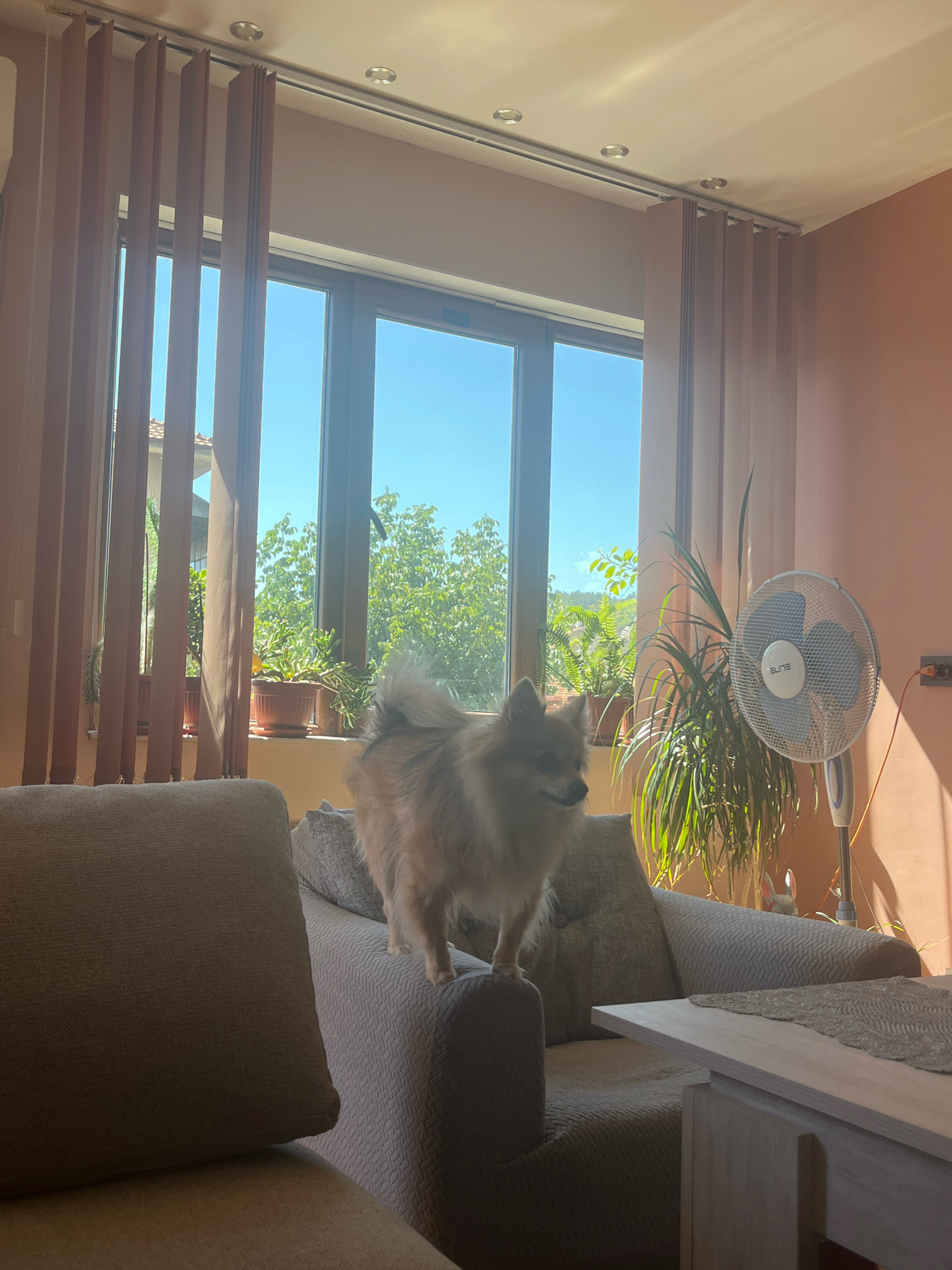 The image depicts the interior of a room with a large window offering a view of lush greenery and blue sky. Sunlight streams into the room, casting long shadows. A small, fluffy dog with light-colored fur stands on the back of a gray sofa. Vertical blinds in a warm, muted tone partially obscure the window. To the right of the window, a potted plant with long, slender leaves sits next to a white oscillating fan. In the foreground, part of another gray sofa and a light-colored wooden table with a patterned runner are visible. The wall of the room is painted a peachy hue. The image captures a domestic scene bathed in natural light.