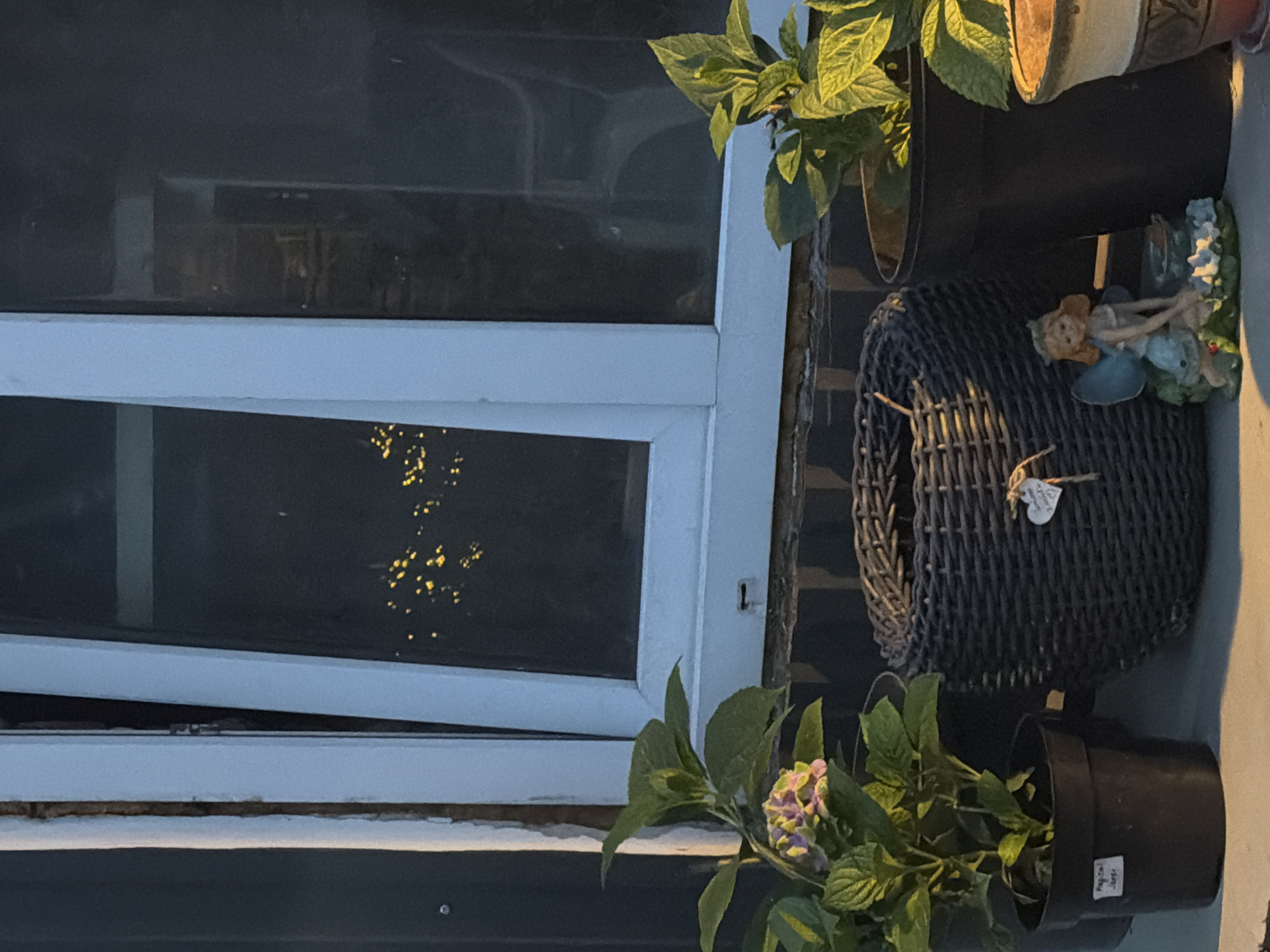 The image depicts an outdoor scene with a partially open window in the background, reflecting scattered yellow lights. In the foreground, there are several potted plants, a woven basket, and a small decorative figurine of a fairy.
On the left, a potted hydrangea plant with green leaves and a few light purple and pink blooms is visible. A white label is attached to the black pot. To the right of this plant is a dark gray, woven basket. A small, heart-shaped ornament hangs from the basket with twine. Further to the right, another potted plant with vibrant green leaves is present in a dark brown pot. To the far right, a portion of another pot, possibly ceramic, is visible. Between the woven basket and the second potted plant, a small figurine of a fairy with blonde hair, blue wings, and a light blue dress is seated.
The window frame appears to be white. The wall behind the window is dark, possibly brickwork, and the area around the window frame shows signs of wear. The ground in the foreground is a light gray, possibly concrete or stone. The overall lighting suggests it is dusk or early evening.
The image is taken from a slightly low angle, looking up towards the window. The context of Kamianka-Buzka, Ukraine, suggests this is likely a residential setting, possibly a garden or patio area.