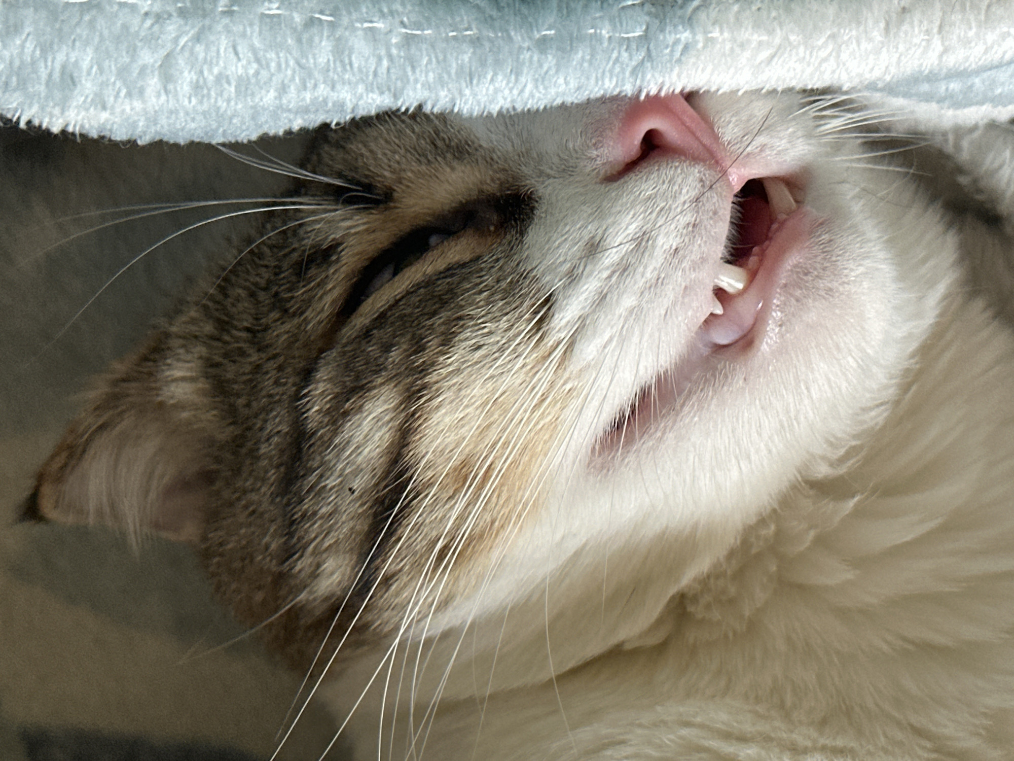 A close-up image captures a cat sleeping on its back, with its head resting under a soft, blue material. The cat has light gray and white fur with visible tabby markings on its head near its ear. Its mouth is slightly open, revealing a small canine tooth. The cat's whiskers are long and white, fanning out across its face. There is no evidence to suggest this image was taken in Zelenograd, Russia.