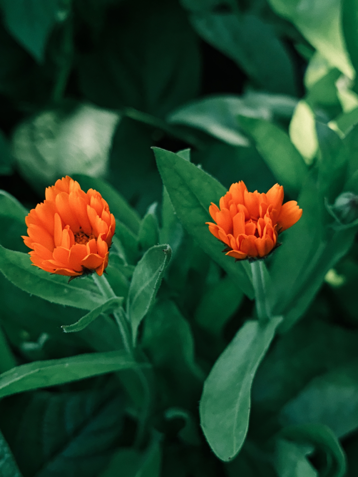 In Parkhomivka, Ukraine, two vibrant orange calendula flowers are in sharp focus against a dark, blurred background of lush green foliage. The flowers, with their tightly packed petals, are centrally located and dominate the foreground. One flower is positioned on the left, slightly higher than the other, which is to the right and further back. The green leaves of the calendula plants surround the blooms, creating a natural, organic setting. The lighting suggests an outdoor environment, possibly a garden or a field, with soft shadows and diffused light enhancing the rich colors of the flowers and leaves. There are no people or man-made objects visible in the image.