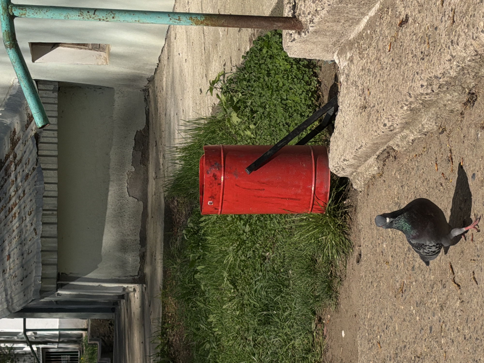 A pigeon stands near a red cylindrical trash can on a paved area next to grass and a concrete structure. The location is Chaikovsky, Russia. The environment is outdoors on a sunny day.