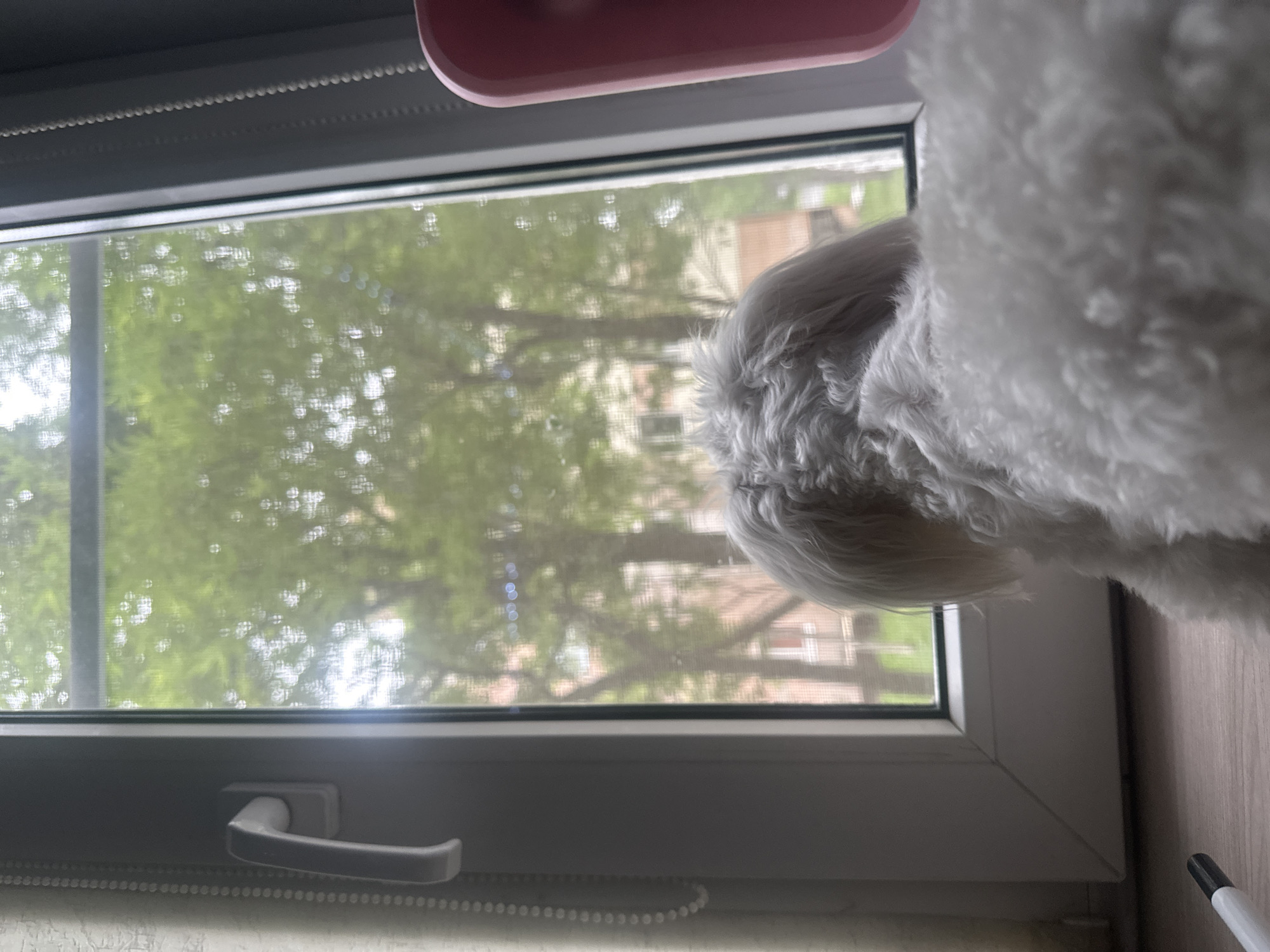 A white dog with fluffy fur is looking out of a window. The dog is positioned in the foreground, with its back to the camera. The window frame is white, and there is a screen with green trees and buildings visible outside. A window handle is on the left side of the frame. A pink object is visible on the right side of the frame. The overall lighting suggests it is daytime, possibly overcast, given the diffused light filtering through the trees. The setting appears to be an indoor environment looking outwards. This scene could be from Petropavlovsk-Kamchatsky, Russia, as the natural light and greenery are consistent with the region.