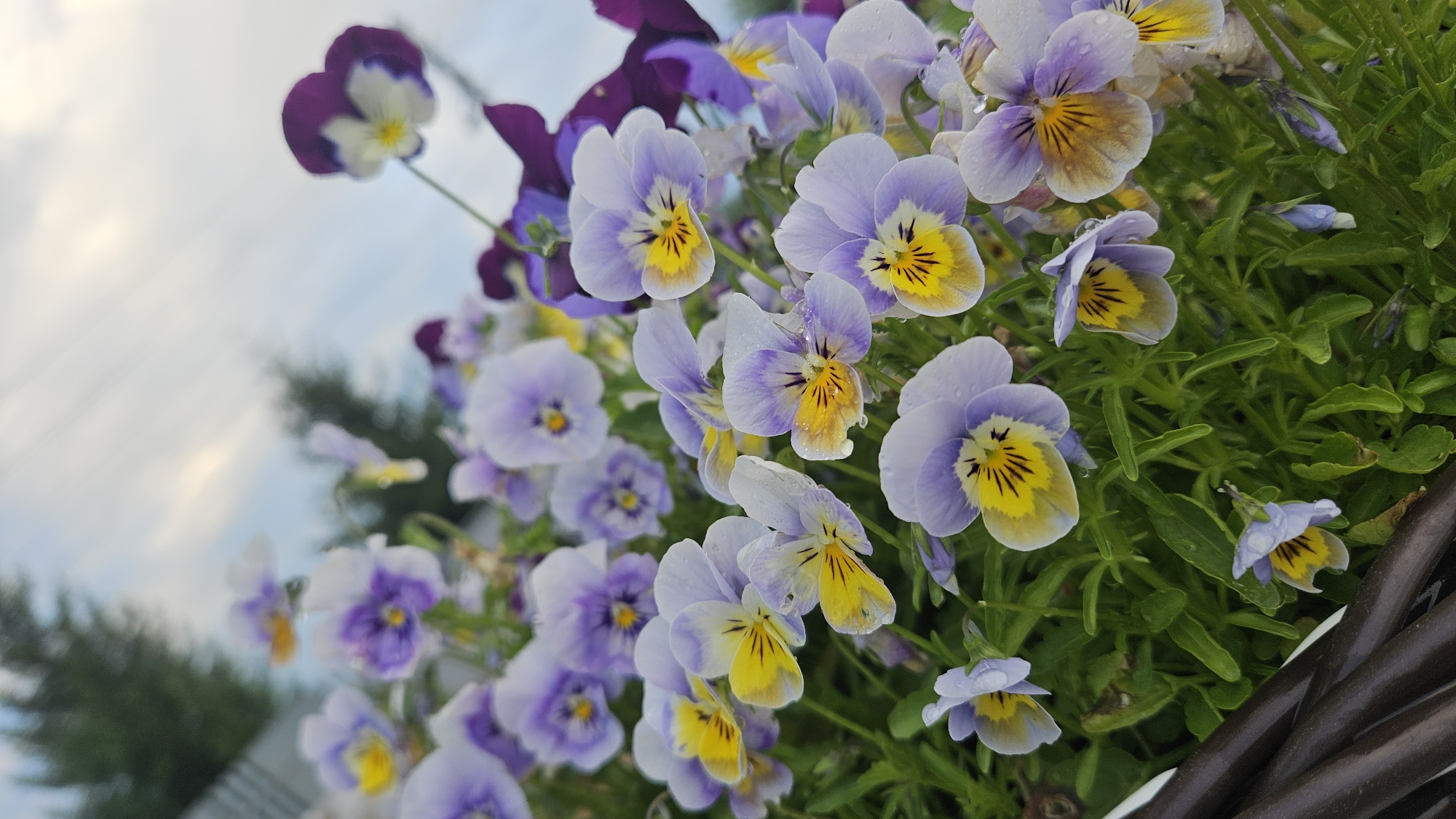 A low-angle, close-up, vertical shot captures a cluster of violas in bloom against a blurred background of trees and a cloudy sky. The flowers are predominantly lavender and white, with yellow centers and dark markings. Some flowers have water droplets on their petals. The foreground shows the edge of a dark brown woven basket. There are no people or animals present. The scene appears to be outdoors in a garden or park setting.