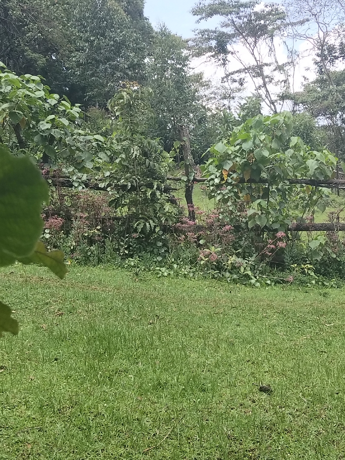 The image displays an outdoor scene in Nyansiongo ward, Kenya, dominated by dense vegetation. The foreground features a field of green grass, with varying heights, partially obscured by a large, blurry green leaf in the lower-left corner. A small, dark, irregular object rests on the grass in the lower-right quadrant. Extending horizontally across the midground is a rudimentary fence constructed from rough wooden posts and crossbeams, largely integrated with the surrounding plant life. Directly behind this fence, a dense growth of green shrubs and plants is visible, some bearing clusters of small, faded reddish-pink flowers. The background is composed of a thick canopy of diverse green trees and foliage, with a small patch of light blue sky visible through the upper-right portion of the tree line. No individuals or specific actions are depicted within the scene.