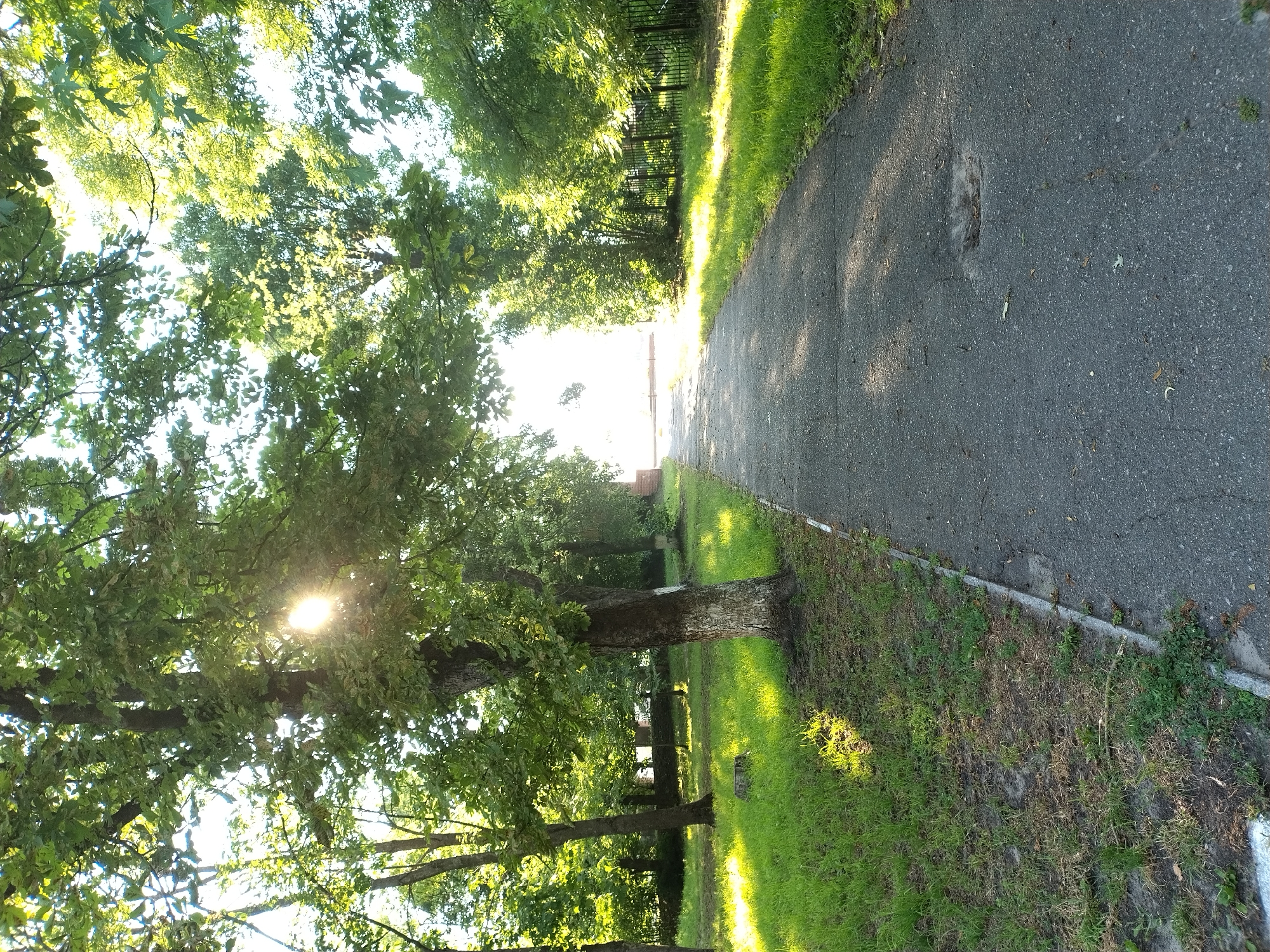 The image depicts a sun-dappled path lined with trees and grass. The perspective is from a slightly elevated, horizontal angle, with the path curving away into the distance. Sunlight filters through the dense green foliage, casting bright spots on the asphalt path and the surrounding grass. The path itself appears to be made of asphalt and shows signs of wear, with some cracks and debris. To the left of the path is a strip of vibrant green grass, transitioning into the shade of mature trees. These trees have thick trunks and a canopy of leaves that create patterns of light and shadow. On the right side of the path, the grass is also visible, with some areas appearing drier and sparser. A black metal fence can be seen in the background, marking the edge of the property. The overall scene suggests a peaceful, outdoor setting, possibly a park or a quiet street on a sunny day. The strong sunlight indicates it is likely midday or late afternoon. There is no visible text in the image.