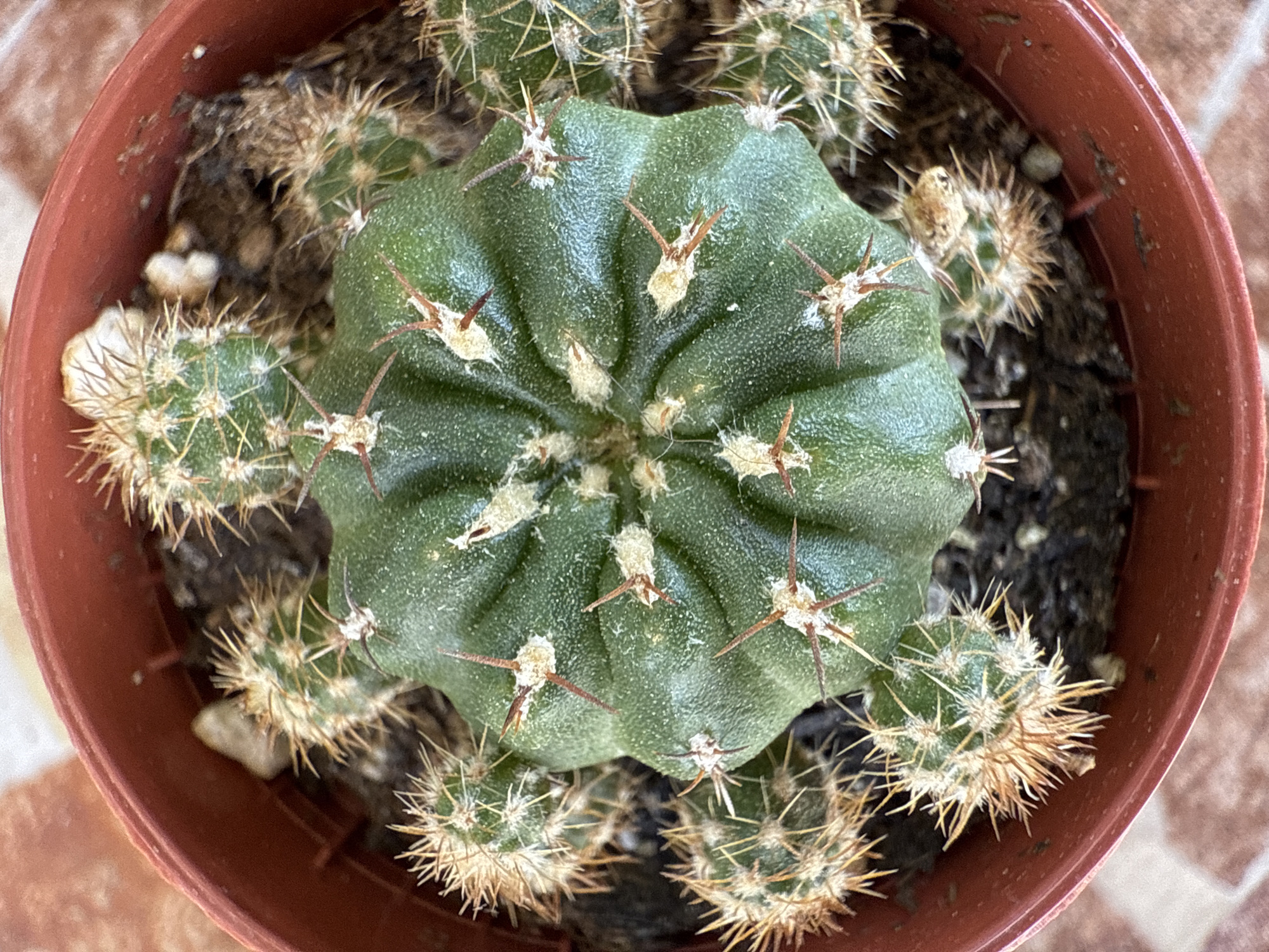 This is a top-down, medium shot of a potted cactus plant. The cactus has a large, ribbed green main body with smaller offsets surrounding it. The spines are a mix of brown and white, with some fuzzy white growth around the areoles. The plant is in a reddish-brown plastic pot filled with dark soil. The background shows a tiled surface with a warm, earthy tone. The image appears to be taken indoors or in a shaded outdoor area, as there are no strong shadows and the lighting is relatively soft. The overall impression is one of a healthy, well-established potted plant.