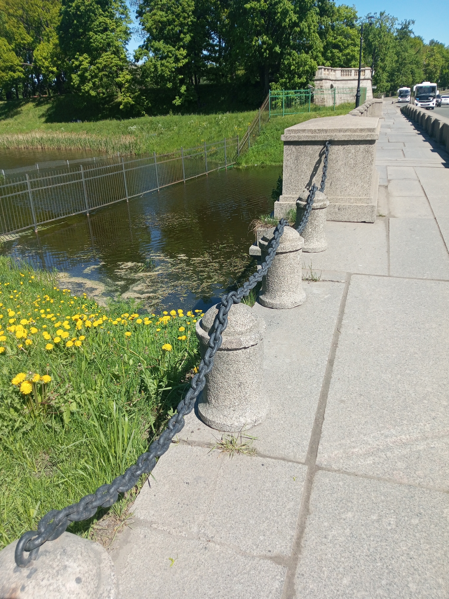 The image depicts a walkway in Gatchina, Russia, likely along the shore of a body of water. A series of stone posts, connected by a heavy black chain, form a barrier along the edge of the walkway. Dandelions and lush green grass grow on the bank beside the water. The water itself is dark and contains some patches of floating vegetation. On the walkway beyond the stone posts, there are buses and other vehicles visible. Beyond the road, there is a green park area, and some stone architecture. The walkway surface is made of large, light-colored stone slabs.