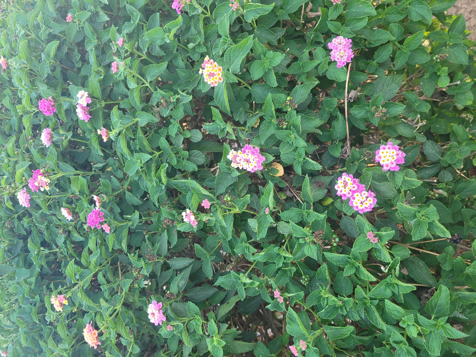 The image shows a dense bush with numerous clusters of small flowers. The flowers are in various shades of pink, white, and yellow, and some have developed into small, green berries. The leaves of the bush are a vibrant green, with a rough texture. The overall impression is of a thriving plant in an outdoor setting. The location is the city of Trachoni, Cyprus. The scene appears to be natural and untouched, with no people or human activity visible. The lighting suggests it may be daytime, possibly late afternoon due to the soft quality of light.
