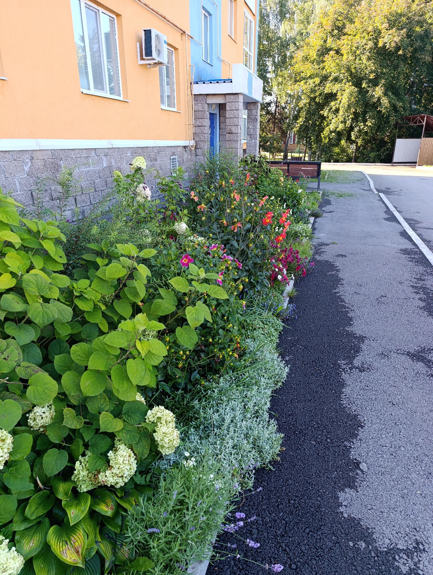 The image captures a close-up view of a vibrant flower bed situated alongside a paved walkway and the exterior of a building. The building features an orange-colored facade with white-framed windows and an air conditioning unit mounted on the wall. The lower portion of the building is constructed with grey stone blocks. The flower bed itself is lush and diverse, showcasing a variety of blooming plants in shades of pink, red, orange, and white, interspersed with abundant green foliage. Among the flowers are large green leaves from what appears to be hostas, and clusters of white hydrangeas. In the background, mature trees with dense green foliage create a natural backdrop. To the right, the paved walkway is visible, with a distinct line dividing two different textures or colors of asphalt. The scene suggests an outdoor setting, likely in a residential or public area, with a focus on the landscaping and the building's facade.