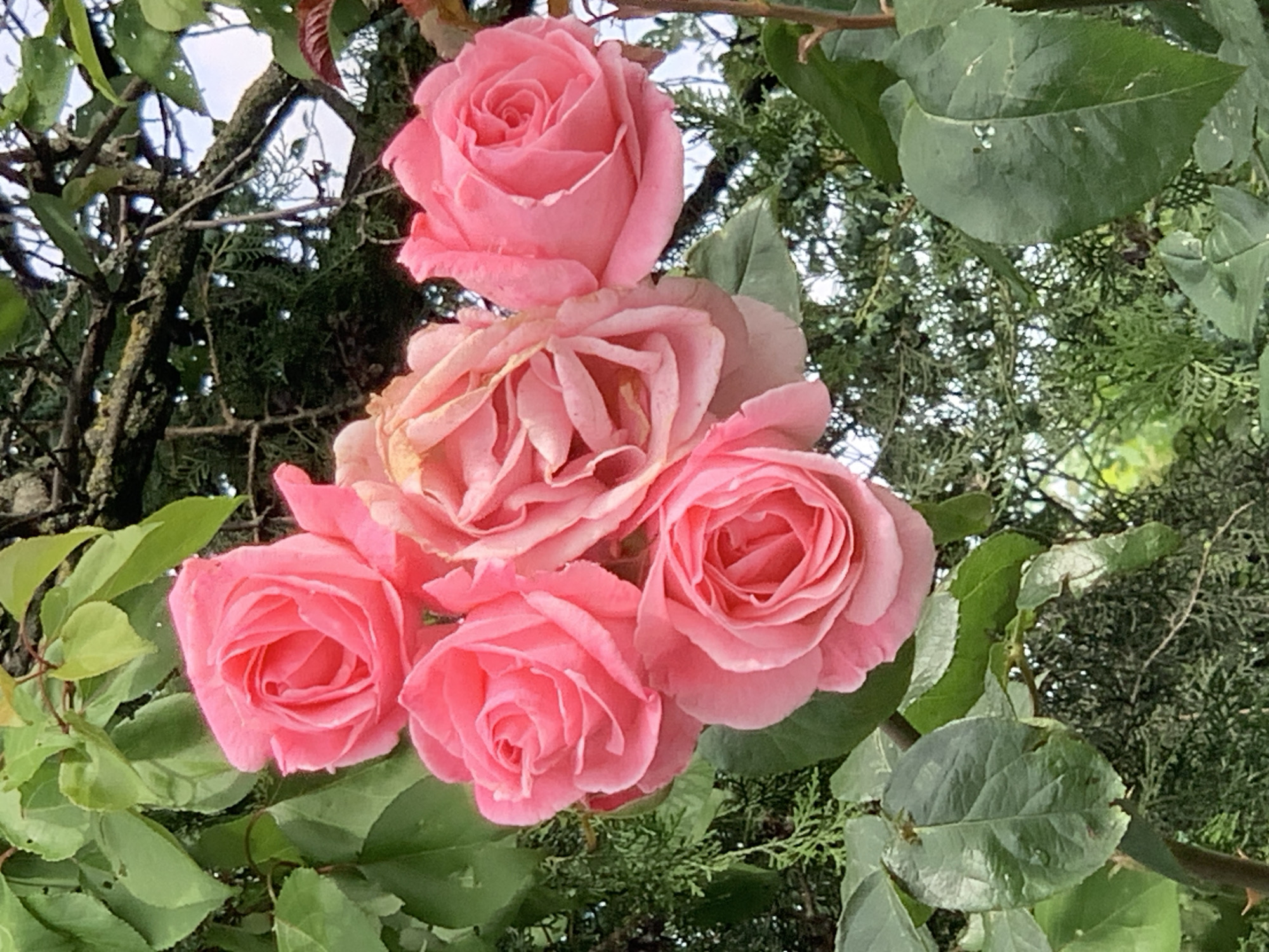 The image shows a cluster of pink roses with green foliage against a backdrop of other greenery, possibly trees or bushes. There are five prominent roses in full bloom, while a sixth rose is above the rest and less vibrant. The leaves appear to be varied in size and texture. The location is unidentified.