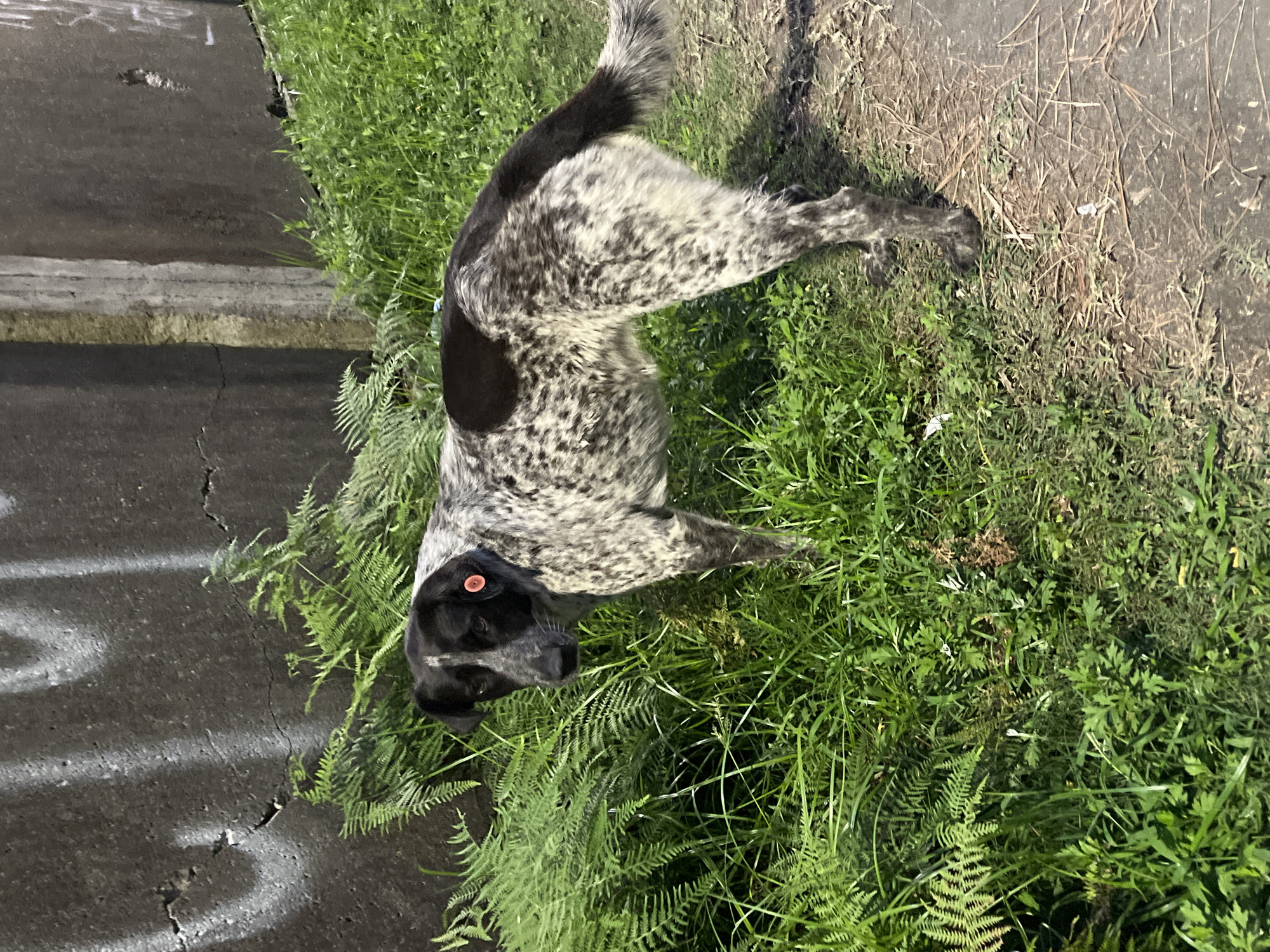 A medium-sized dog with black and white speckled fur stands near lush green foliage and a concrete wall. The dog has large black patches on its head and back. A bright orange tag is attached to its left ear, and a smaller orange tag is visible on its chest. The dog is looking slightly to the left with a neutral expression. The ground is a mix of dirt and dry grass, with some scattered debris. The background consists of a weathered concrete wall with some graffiti marks and vertical concrete structures. The scene appears to be outdoors in Ureki, Georgia, possibly in a park or along a roadside, given the natural vegetation and urban infrastructure.