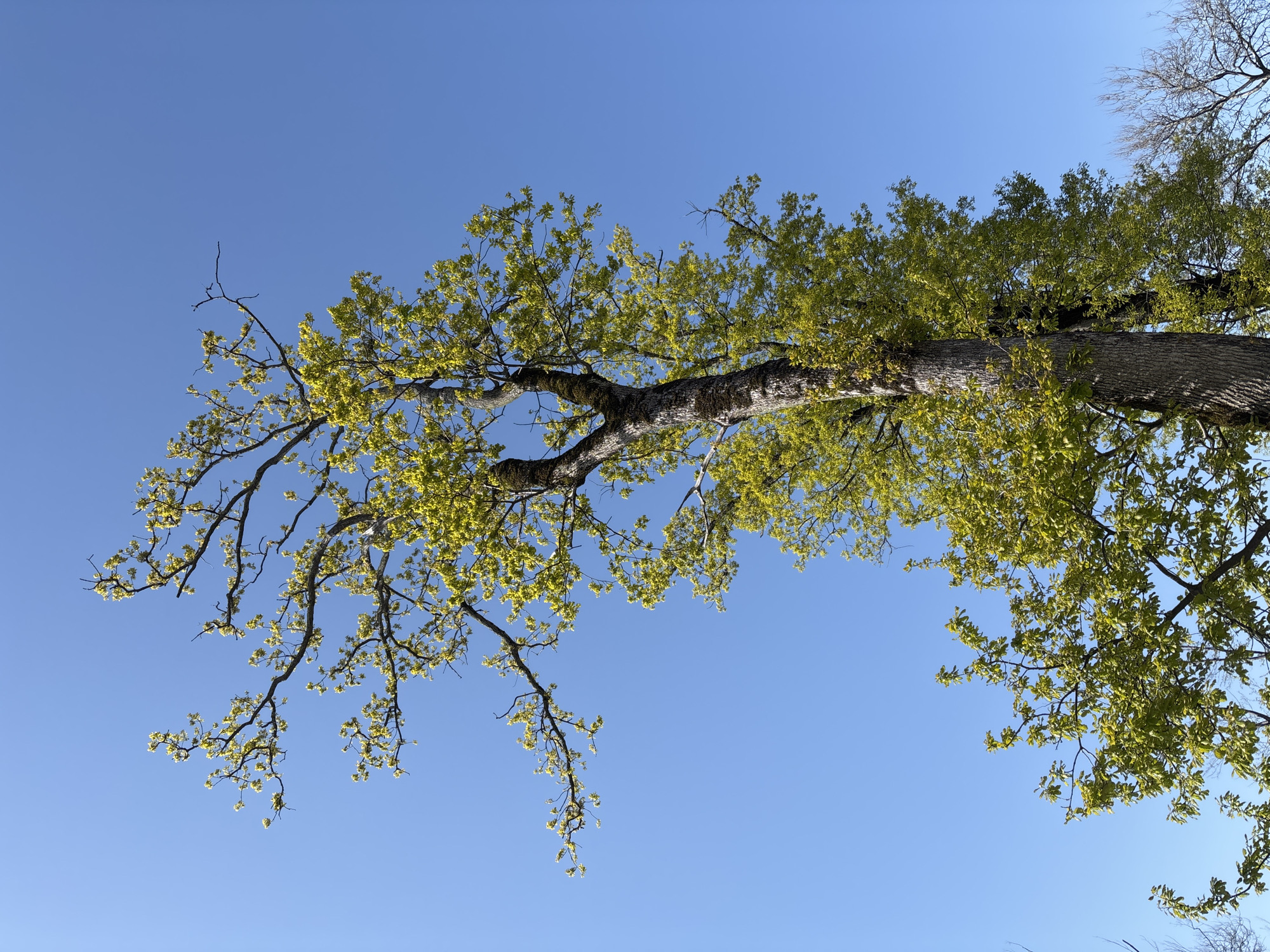 A low-angle shot shows a tree against a clear, bright blue sky. The tree’s trunk, thick and textured, extends from the lower right towards the upper center of the frame. Branches sprout from the trunk, some bare and dark, others covered in fresh, light green leaves, suggesting springtime. The distribution of foliage appears dense in some areas and more sparse in others. The overall composition gives a sense of looking up into the canopy of a tree on a sunny day. There is no information provided to conclude that this image was taken in the city of Sochi, Russia, or any other location. There are no people present in the scene.