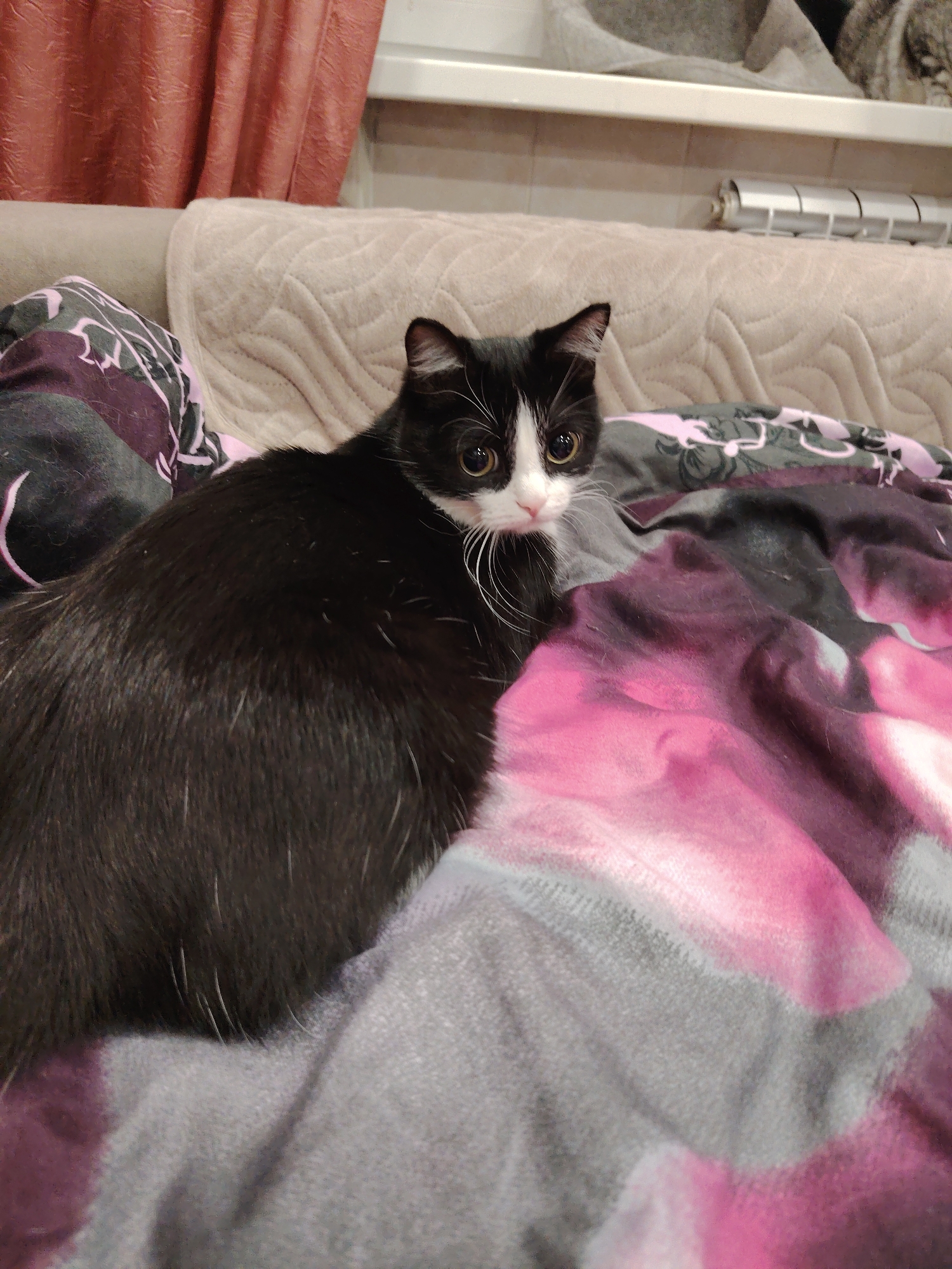 A black and white cat with large amber eyes is resting on a patterned blanket on a bed. The blanket has abstract pink and grey splotches. Behind the cat and blanket, a beige quilted headboard is visible, and further back, dark red curtains are partially drawn. The scene appears to be indoors, likely in a domestic setting.