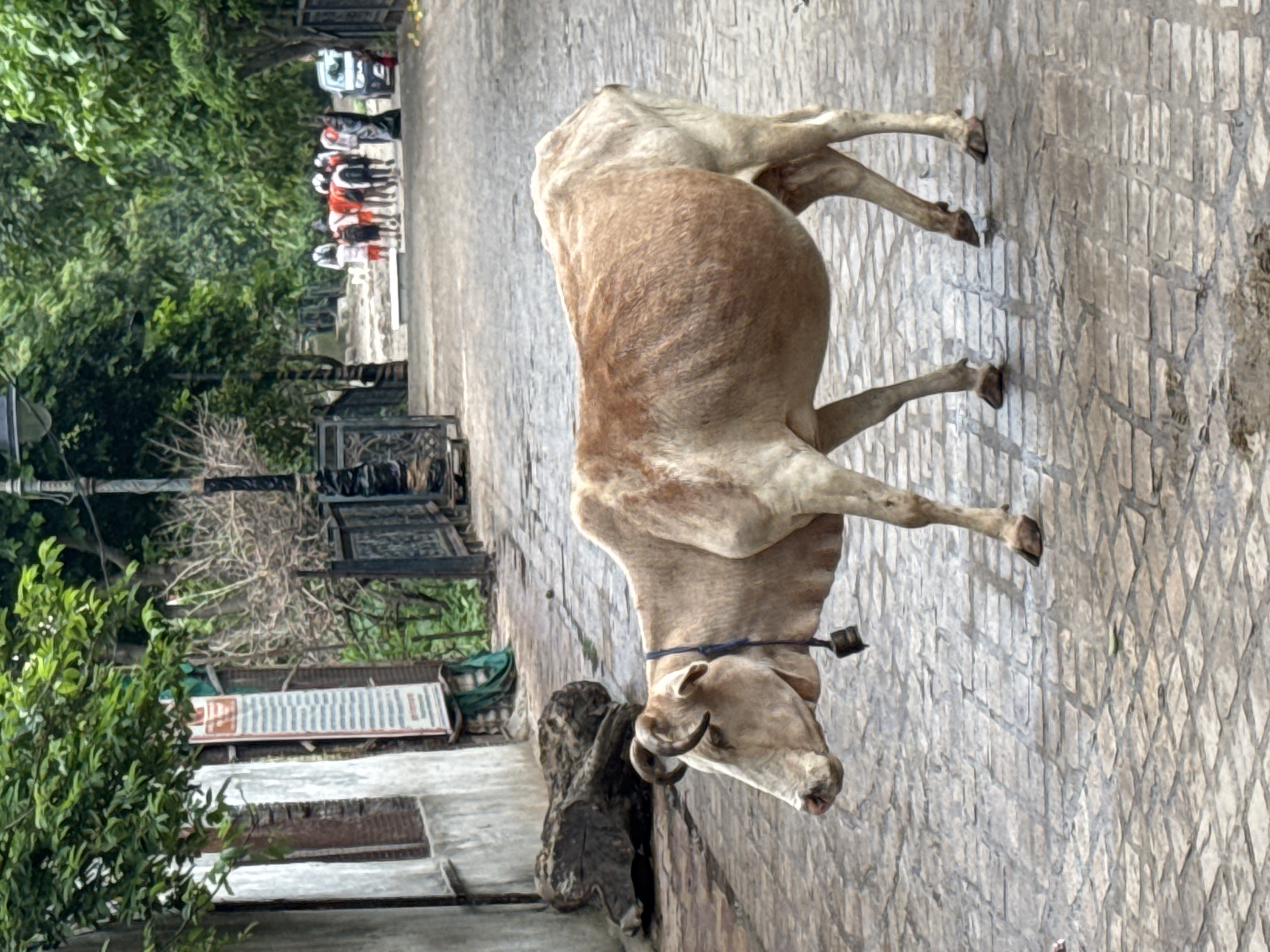 In Rishikesh, India, a light brown cow walks across a cobbled stone pathway. The cow is wearing a dark blue collar with a bell. In the background, a group of people wearing various colored shirts and carrying backpacks are walking away from the camera. To the left of the cow, there is a wall with some greenery and a wooden post. The pathway is lined with trees and a decorative metal fence.