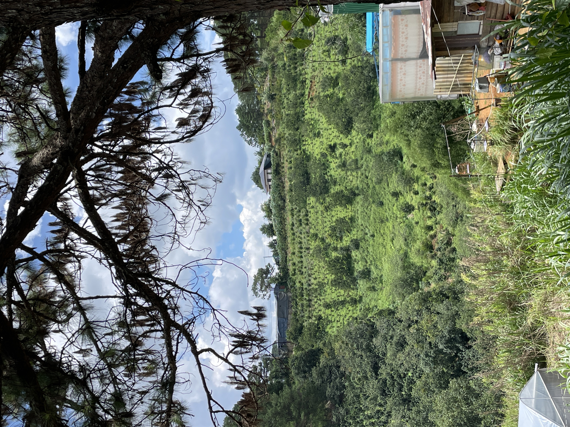 This is a landscape photograph taken in Da Lat, Vietnam, featuring a lush, green hillside dotted with trees and vegetation. A large tree branch with hanging pine needles frames the top of the image, partially obscuring a partly cloudy sky. On the hillside, there are several buildings, including what appears to be a greenhouse with a white plastic covering in the foreground on the left. Closer to the center of the hillside, a larger structure covered with a dark tarp is visible. Further up the hill, a white house with a dark roof stands amongst the trees. In the foreground, on the right side, there is a collection of rustic structures, including a wooden building with a corrugated metal roof, several cages that might be for birds, and various outdoor items like buckets and tarps. The overall scene conveys a rural or semi-rural setting, with a mix of natural landscape and human habitation.