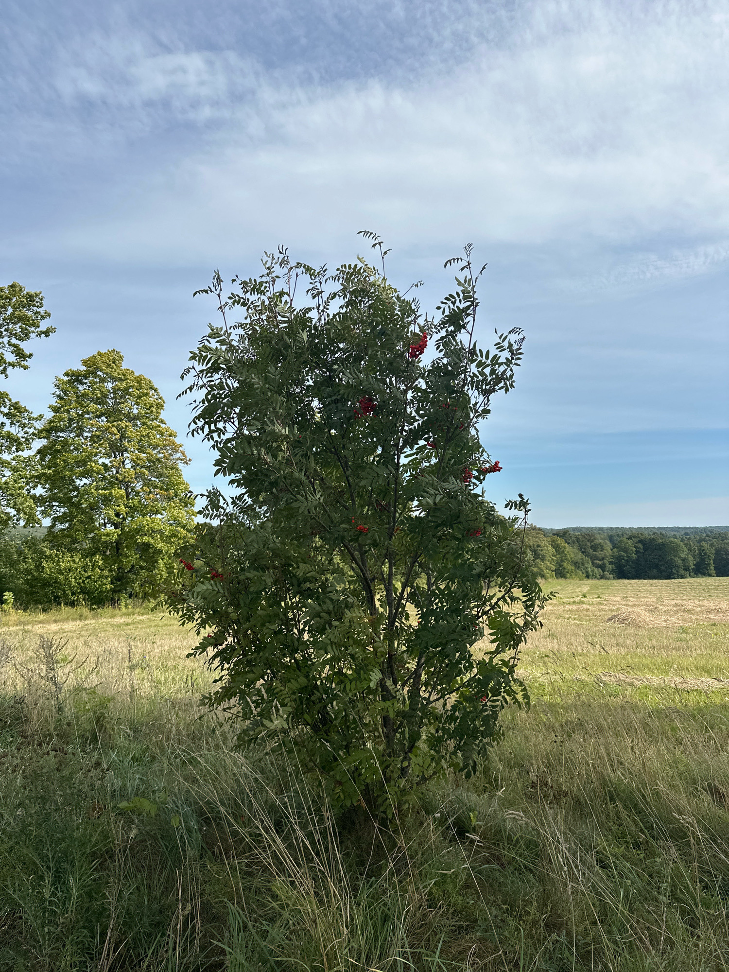 This image captures a serene rural landscape in the vicinity of Нарацкі сельскі Савет, Belarus. In the foreground, a young rowan tree stands prominently, adorned with clusters of bright red berries. The tree is surrounded by tall, dry grasses, hinting at a late summer or early autumn setting. Behind the rowan tree, a field stretches out, partially harvested with hay lying in rows. Further in the background, a dense line of trees forms a natural horizon, under a vast sky with wispy white clouds against a pale blue expanse. The overall impression is one of natural tranquility and rural simplicity.
