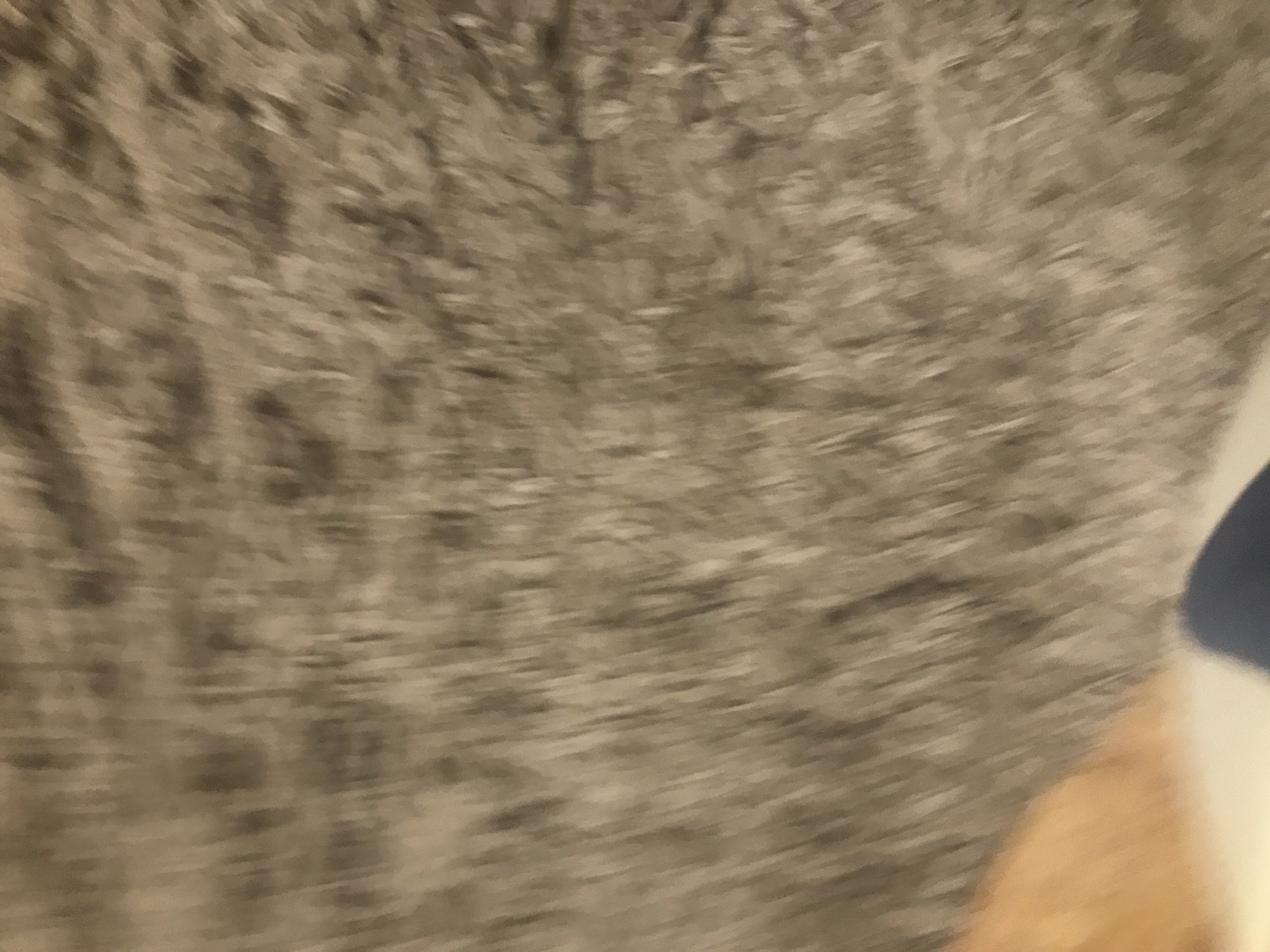 The image is blurry and shows primarily gray and beige fur. A small section of blue and white material is visible in the lower right corner. It is impossible to determine the location in Yerevan, Armenia, due to the lack of contextual information. No people, actions, or interactions are discernible.