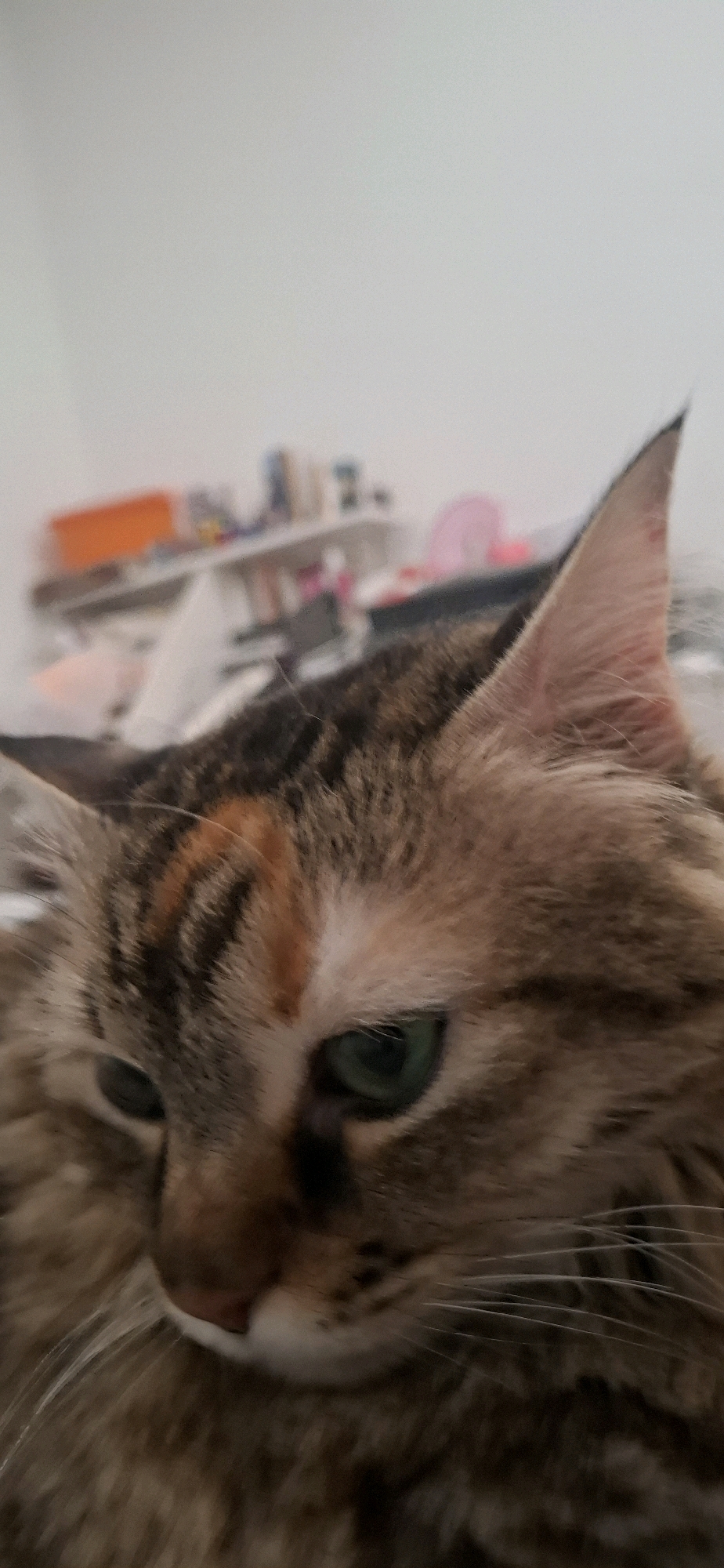 The image is a close-up, head-and-shoulders shot of a calico cat. The cat's fur is a mix of brown, black, orange, and white. Its eyes are a vibrant green. The background is blurred and appears to be an indoor setting with shelves holding various objects, possibly in a home in Yerocham, Israel. The cat's expression is neutral.