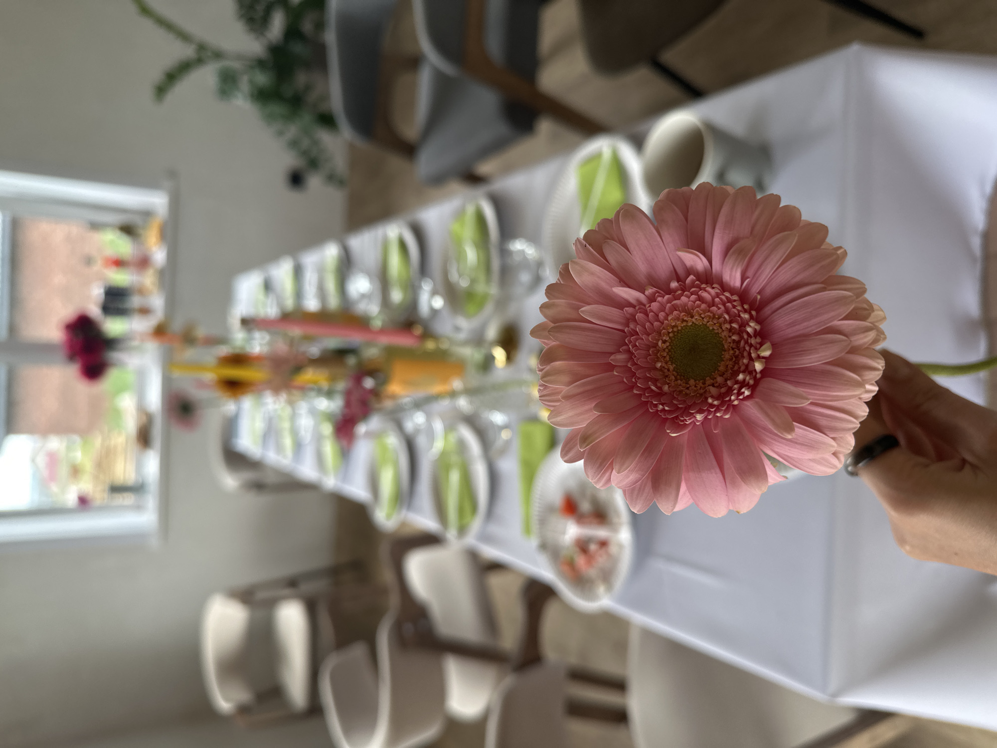 A hand holds a pink gerbera daisy in the foreground, obscuring part of a white-clothed table set for a meal. The table is laid with white plates, some containing small portions of food, and green napkins. Several chairs surround the table, some light beige with wooden accents, and others dark gray. In the background, a window looks out onto a brick building and greenery. A potted plant sits near the window. The setting appears to be an indoor dining area, possibly a restaurant or home, in Мокино, Russia.