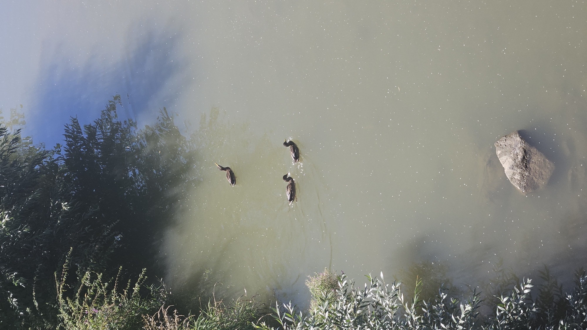 Three ducks are swimming in a body of water near the bank with vegetation. One duck is positioned slightly apart from the other two, with its head raised. The water is murky green and reflects the sky and trees. A large rock is partially submerged in the water near the bottom right of the image. The scene appears to be an outdoor natural environment, possibly a park or riverbank within the city of Prešov, Slovakia.