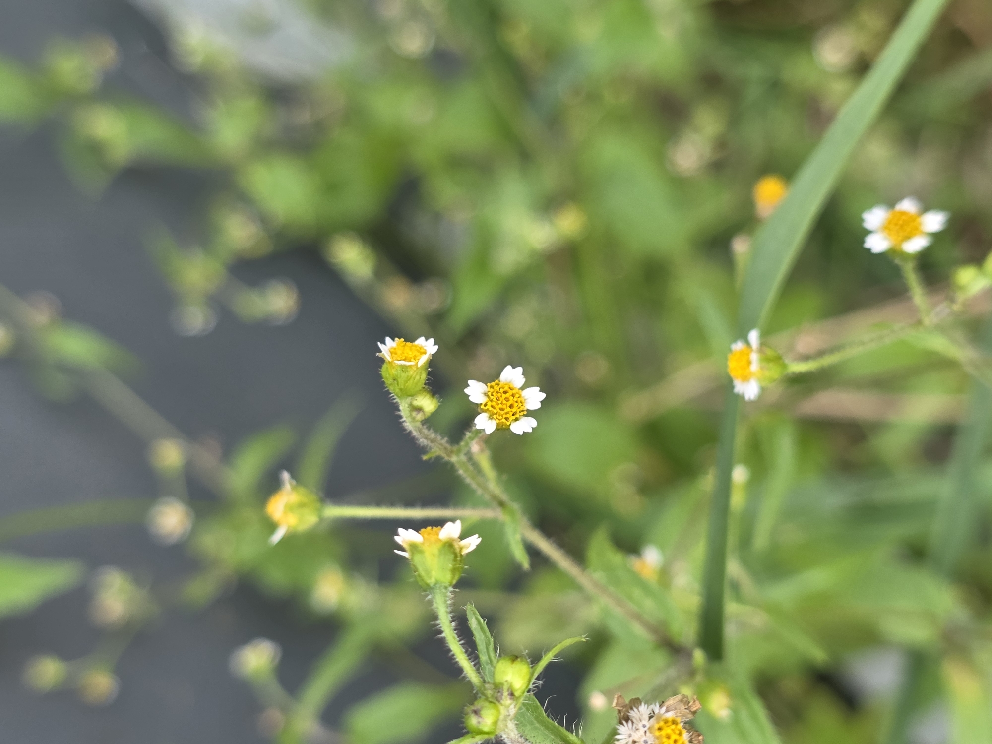 The image shows a close-up, slightly blurred view of several small white and yellow wildflowers with green stems and leaves. The background is a dark, out-of-focus gray surface. The flowers appear to be in a natural, outdoor setting, possibly a field or garden. There is no indication of any specific location within the city of Речицы, Russia.
