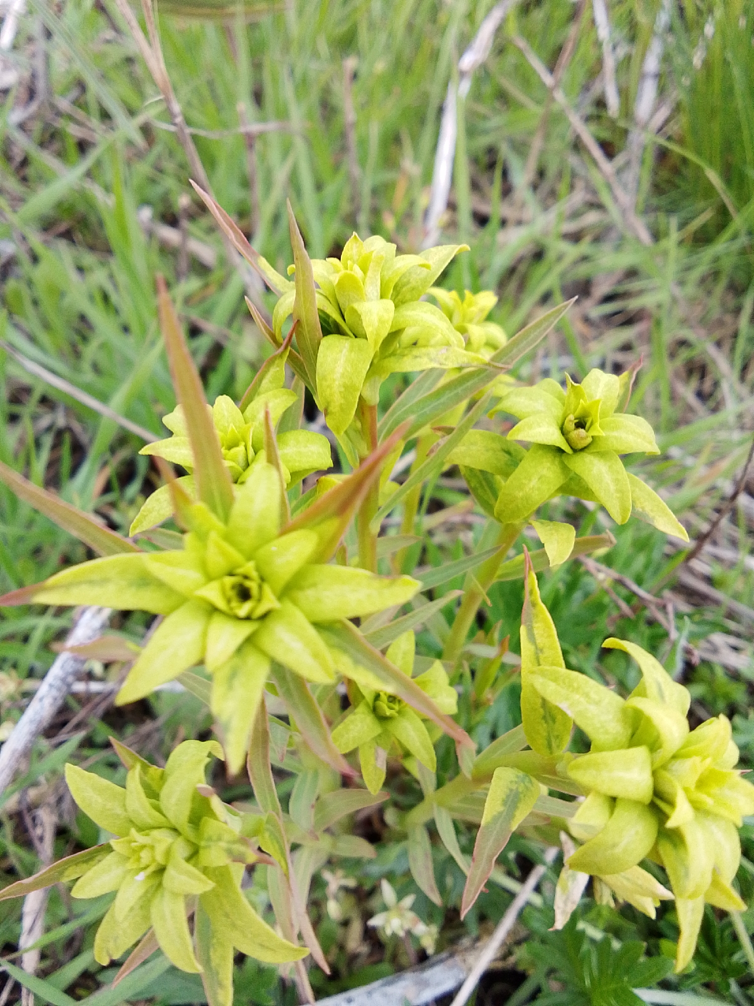 The image shows a cluster of Euphorbia species, likely Euphorbia helioscopia (Sun Spurge), growing amongst grasses and dead plant material. The flowers are a vibrant yellow-green. The leaves are arranged in a star-like pattern around the flowers. The overall scene suggests a grassland or field setting. The location is Treshchevka, Russia. No people are visible. No interactions are observed.