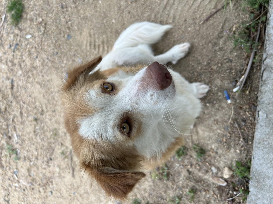 An endearing, tan and white dog lies on light-colored dirt, looking upward. Its expressive, golden eyes stare directly at the viewer, while a pink nose is prominent in the foreground. The dog's fur has a mix of white and tan. Patches of grass border the dirt surface, adding a touch of greenery. A concrete barrier is visible on one side.