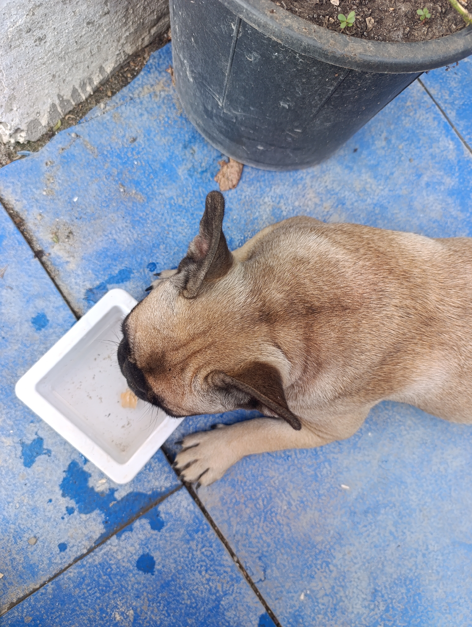 In Zaliznyi, Russia, a fawn-colored French Bulldog lies on a blue tiled surface, reaching its head into a small white plastic container that appears to hold a piece of food. The dog's fur is short and appears somewhat coarse. To the right of the dog is a large, dark gray planter with soil and a few small green sprouts. To the left of the dog and planter, a concrete structure is visible, showing signs of wear and possibly some water stains. The blue tiles have a textured surface and appear slightly damp in some areas, with a few small dark smudges and lighter specks scattered across them. The overall scene suggests an outdoor setting.