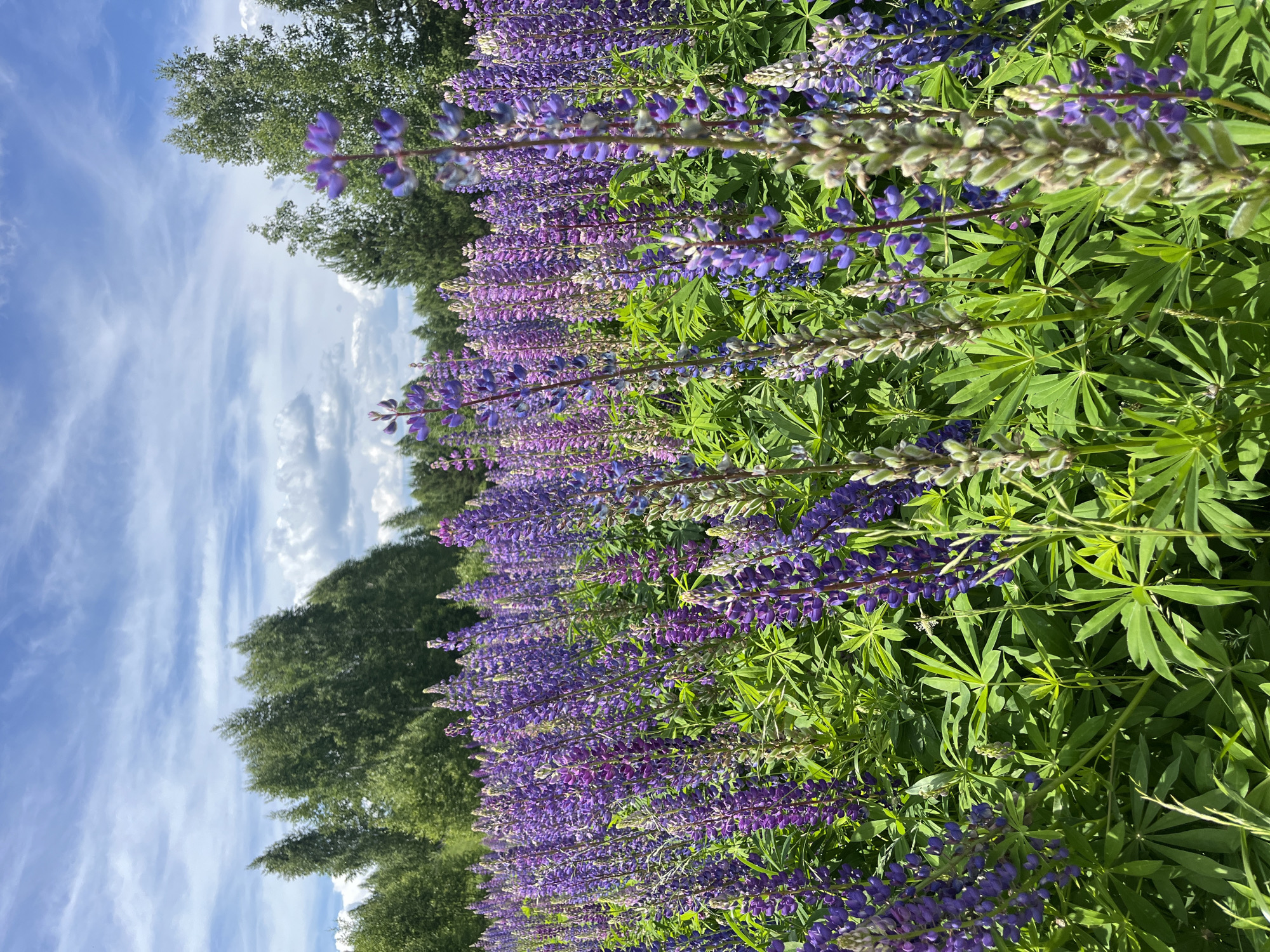 A close-up, eye-level view captures a dense field of vibrant purple and pink lupine flowers under a bright blue sky with scattered white clouds. The flowers, with their tall, spiky blooms, fill the foreground and extend into the midground. Their green, palmate leaves are also visible, creating a lush carpet. In the background, a line of green trees, likely birches and pines, borders the field, suggesting a rural or natural setting. The lighting indicates it is daytime, with bright sunlight casting distinct shadows, particularly on the flowers. The image is static, with no people or animals present. The location is identified as a field of lupine flowers in Novo-Chuvashensky, Russia.