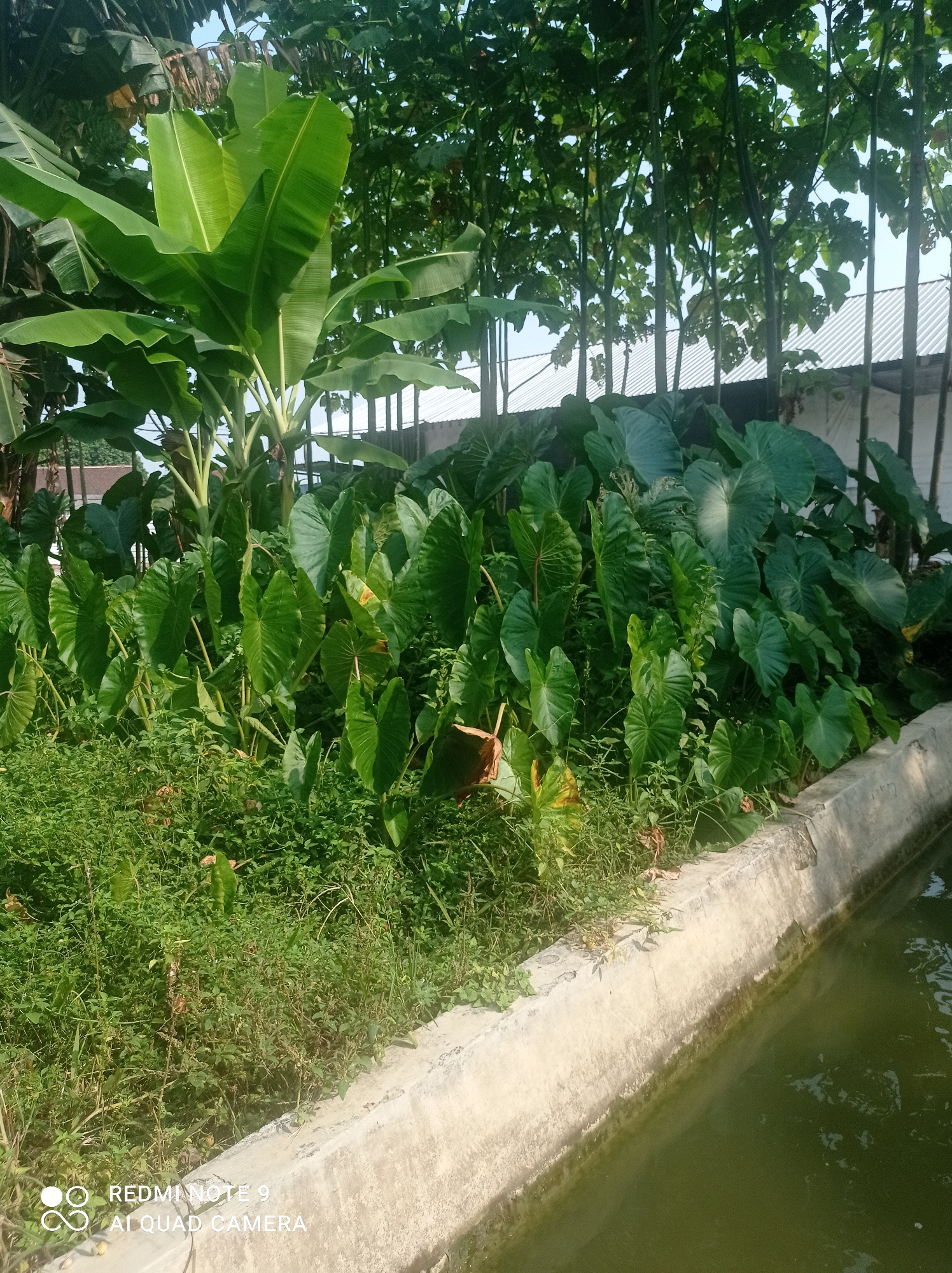 This is a full, eye-level, outdoor, medium shot photograph of lush green vegetation growing beside a body of water. In the foreground, there is a concrete edge with some mossy green algae growing on it, and then a greenish body of water. Behind the concrete edge, there are many large, heart-shaped green leaves of what appear to be taro plants, growing in thick clusters. Some smaller green plants and grass are also visible among the taro. To the left and behind the taro plants, there is a banana tree with its large, elongated green leaves. In the background, there are tall, thin trees with a canopy of green leaves, and beyond that, a building with a corrugated metal roof. The sky is visible through the trees and is a pale blue. The image appears to have been taken during the day, with sunlight illuminating the scene. There are no people visible in the photograph. The scene is one of natural abundance and growth in what appears to be a somewhat managed or cultivated area, given the concrete edging and the building in the background. The location is described as Penaruban, Indonesia.