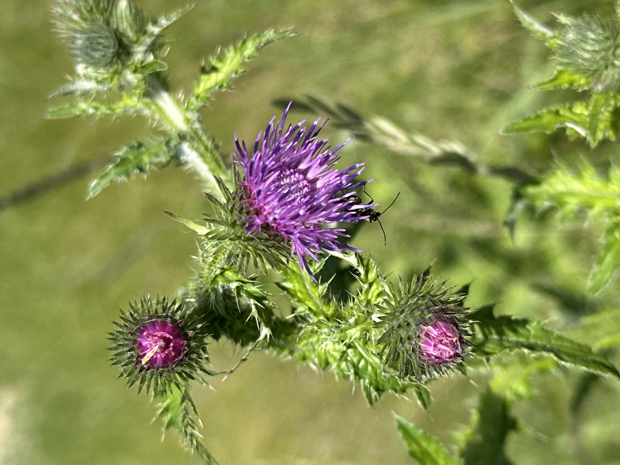 A close-up, vertical shot shows a thistle plant with several blooming purple flowers and buds. One large, open purple thistle flower is prominent in the center, with a small black insect clinging to one of its petals. To the left of this, a closed thistle bud with a pink center is visible, and another bud is positioned further down on the left. The background is a blurred expanse of green grass. The scene is set in Dubrovitsy, Russia.