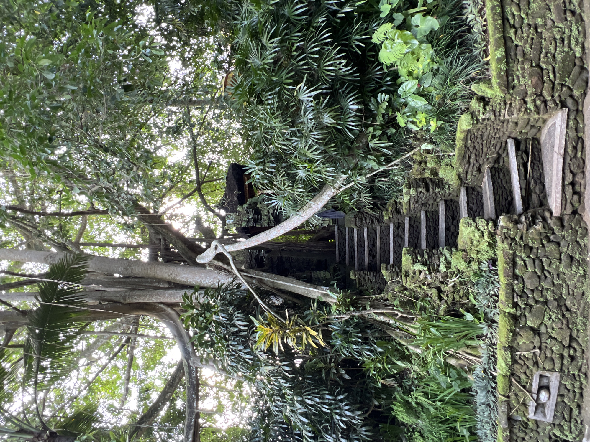 A daytime shot taken from a low angle depicts a mossy stone stairway leading upwards through a lush, overgrown landscape. The stairway features irregular stone walls covered in green moss on either side, with wooden steps ascending into the thick foliage. A large, light-colored tree with sprawling branches dominates the left side of the frame, its leaves mingling with the dense greenery surrounding the stairs. The scene is suffused with soft, filtered sunlight, creating a dappled effect on the foliage and stone. This stairway leads to a small structure higher up among the trees. This scene is located in Kedewatan, Indonesia.