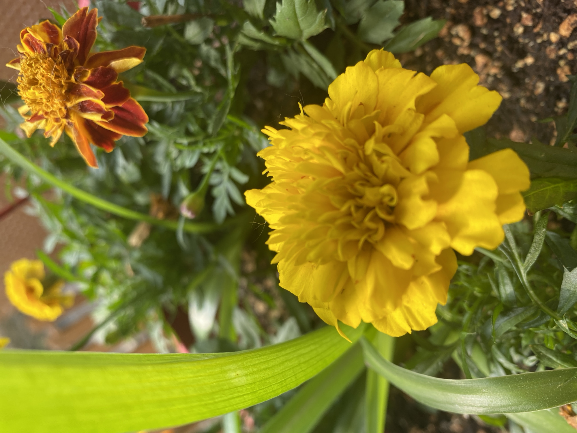 A close-up, eye-level, outdoor shot captures a vibrant yellow marigold flower in sharp focus in the foreground. The flower's numerous ruffled petals are tightly packed, creating a dense, textured bloom. To the left of the marigold, a broad, green leaf extends diagonally upward, its surface showing fine parallel lines.
In the background, a second marigold, with petals transitioning from deep red at the edges to yellow at the center, is also visible, though slightly out of focus. The background is filled with green foliage and hints of soil. The overall lighting suggests a sunny day.
This image was taken in Pointe-Claire, Canada.