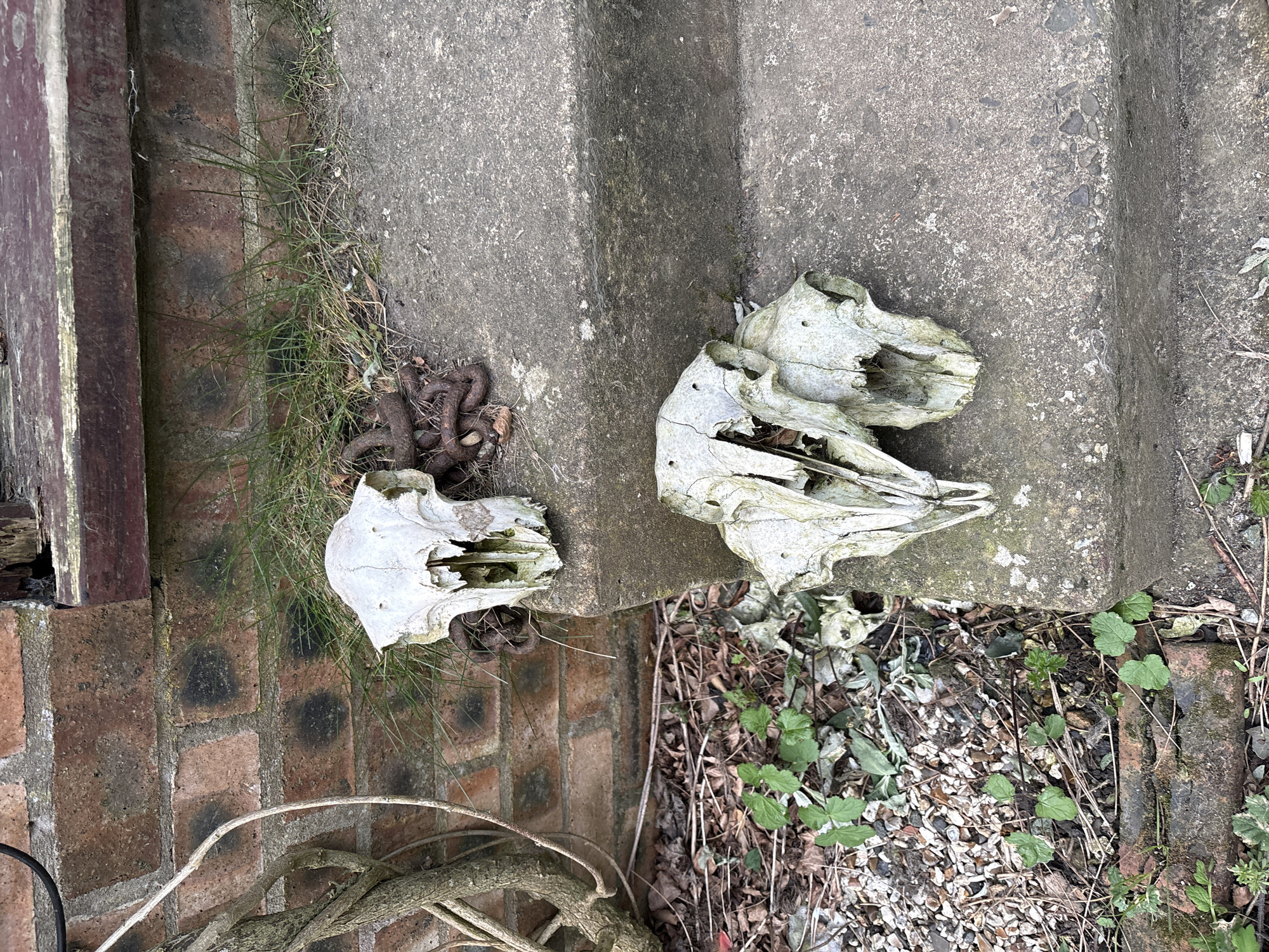 The image shows two animal skulls on the ground in an outdoor environment. One skull is located on a concrete slab next to a brick wall, accompanied by a rusty chain and some vegetation. The second skull is positioned nearby on the concrete, surrounded by gravel, twigs, and small green plants. The location is within the city of Shrewsbury, United Kingdom.