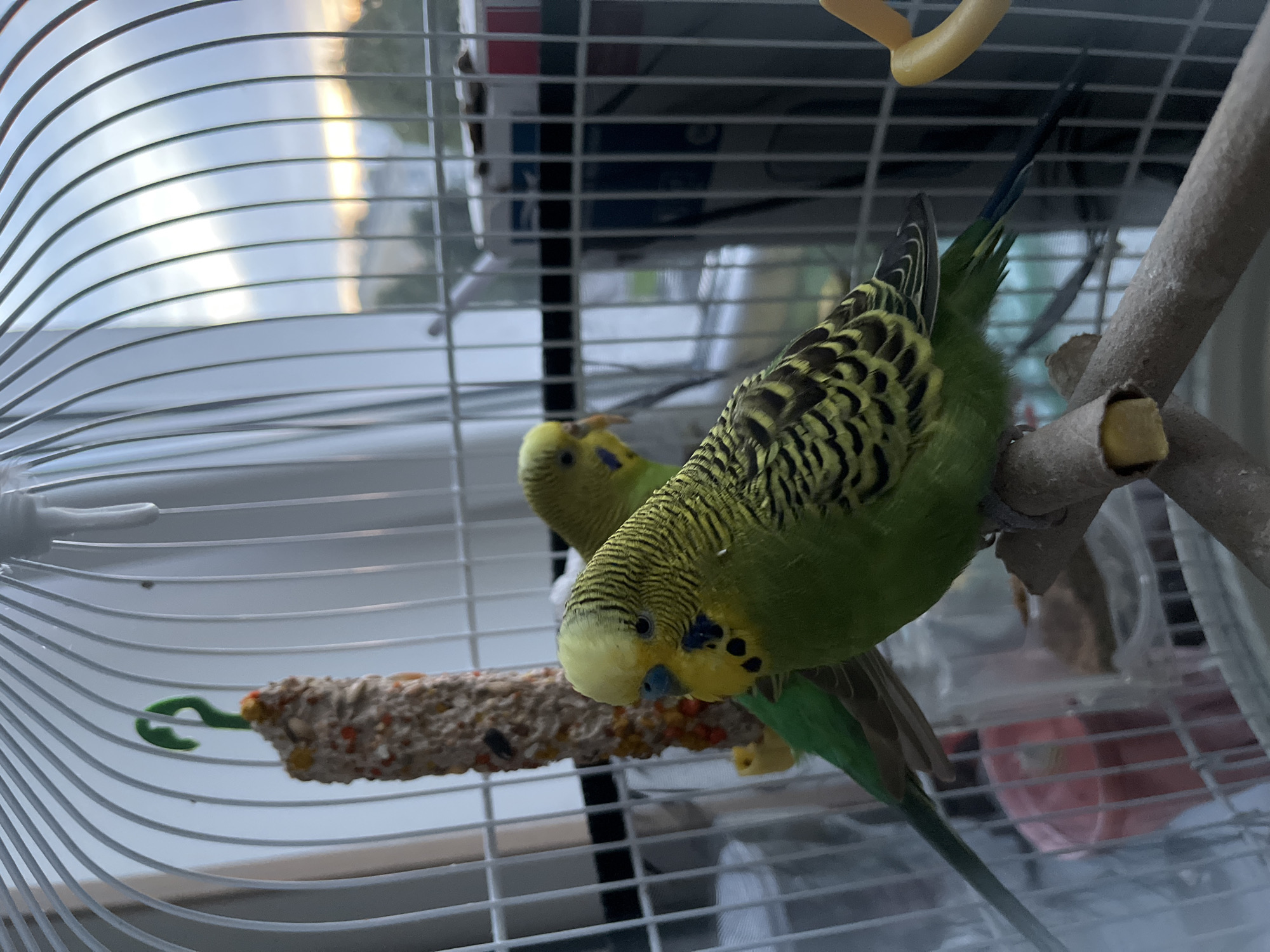 The image shows two budgerigars inside a white metal birdcage. The budgerigar in the foreground is predominantly green with yellow markings on its head and black wavy patterns on its back and wings. It is perched on a wooden branch. A second budgerigar, also green and yellow, is visible behind the first one. A seed stick treat is hanging from a green plastic hook in the upper left portion of the cage. The background is blurred, showing a window with natural light and what appears to be a residential area outside, possibly at dusk. The specific location in Kohtla-Järve linn, Estonia cannot be determined from the image.