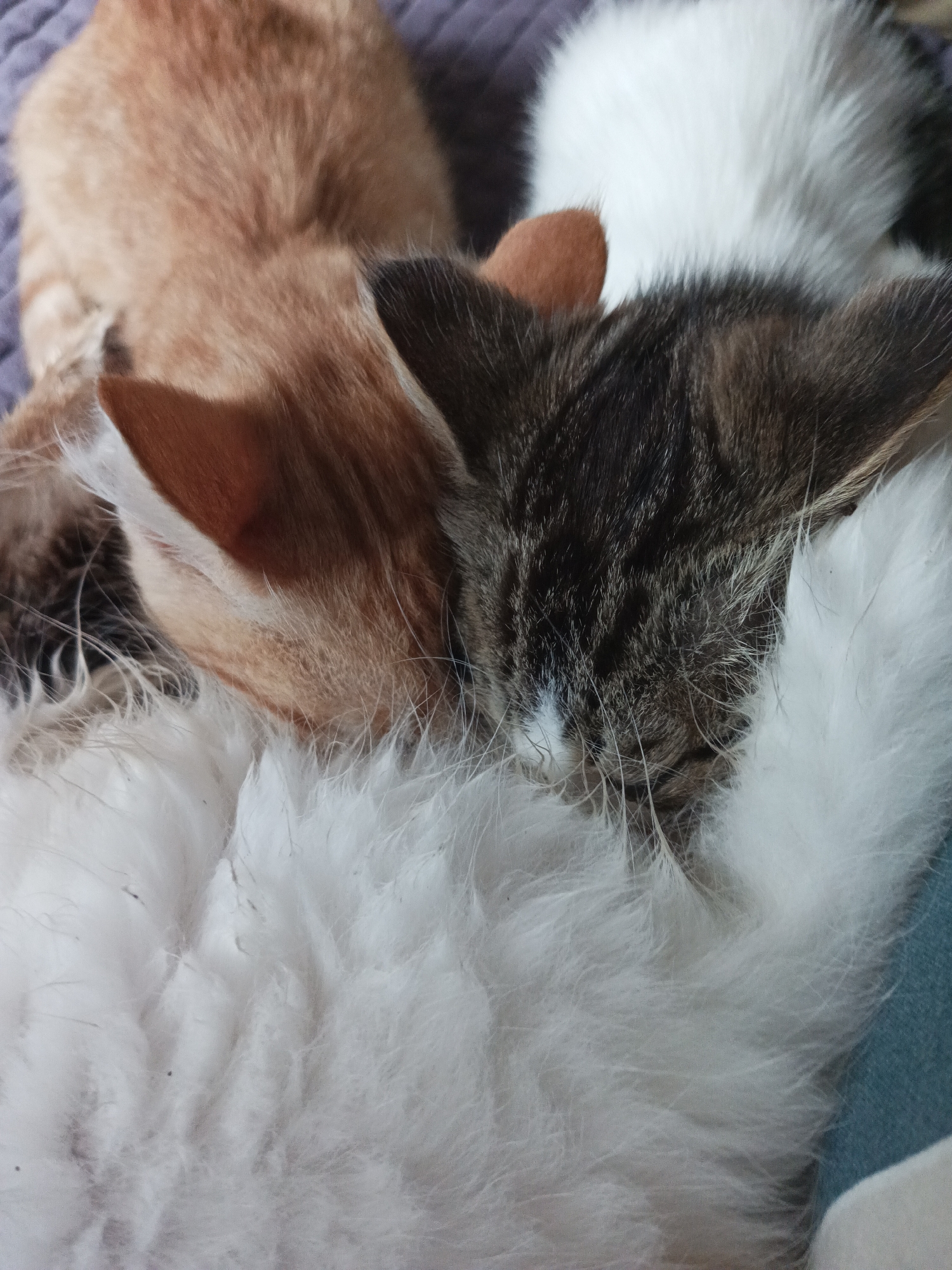 The image shows a close-up, overhead view of three kittens huddled together, asleep. The kitten in the foreground on the right is a tabby with white markings on its chest and face. To its left, partially obscured, is an orange tabby kitten. Behind them, a white kitten is visible. The kittens are resting on a textured, purple surface, possibly a blanket. The image does not provide any information about the location in Shumerlya, Russia.