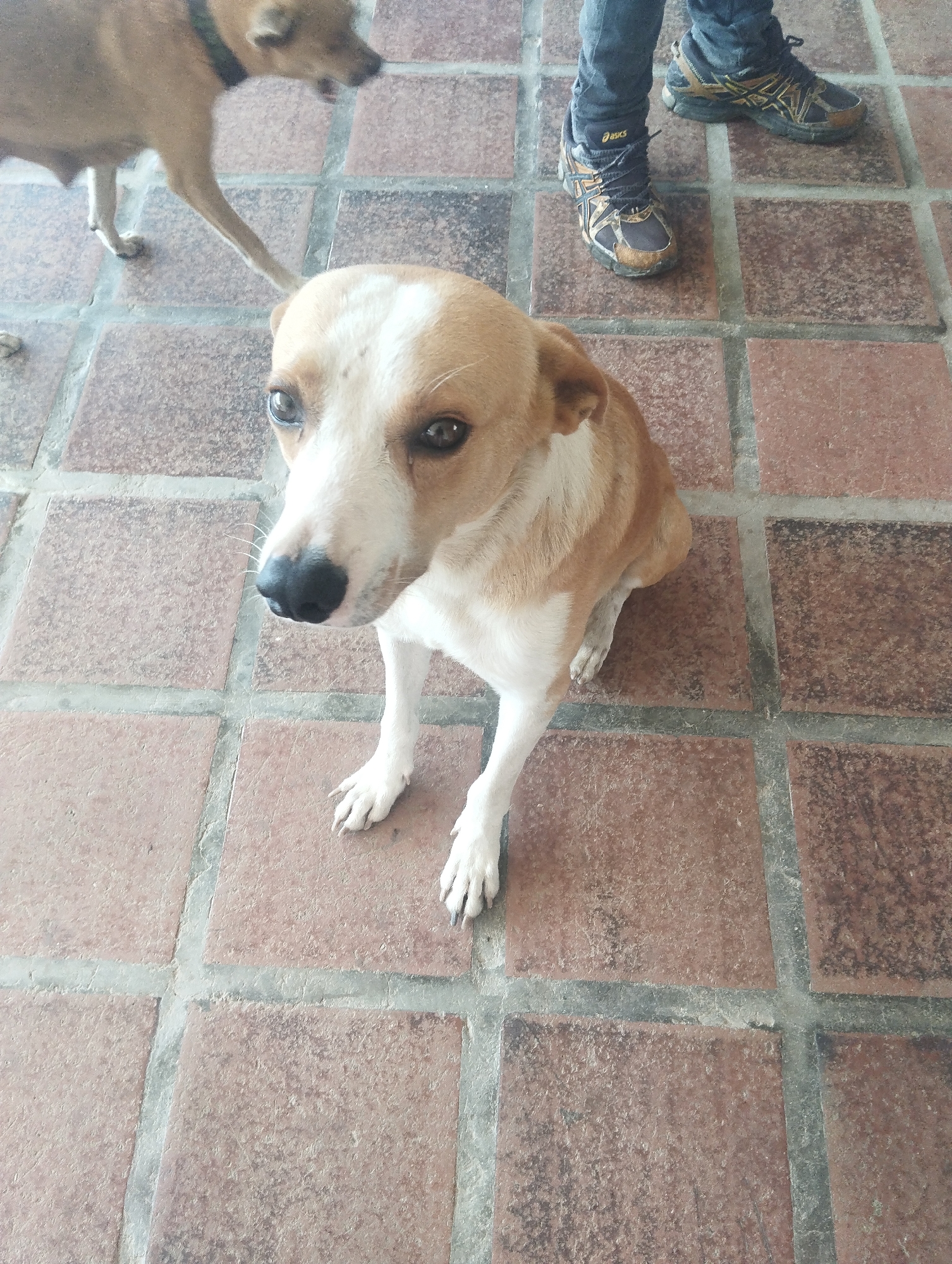 The image shows a tan and white dog with a black nose sitting on a tiled floor. Another tan dog with a collar is partially visible in the background. A person wearing jeans and Asics sneakers stands nearby. The location appears to be an outdoor or semi-outdoor space with reddish-brown square tiles and grey grout lines. The image was taken during the day, with sufficient light. No specific indicators confirm the location is Porlamar, Venezuela, though nothing contradicts it.