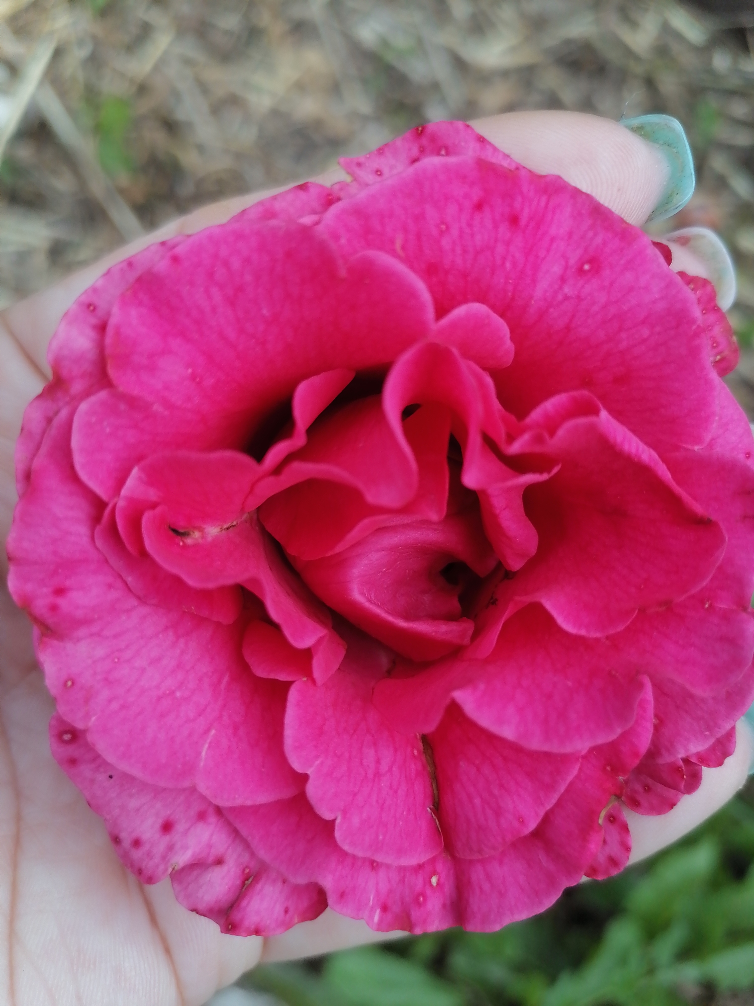 A close-up, overhead shot shows a bright pink rose being held in a person's left hand. The rose is fully bloomed and its petals are intricately layered, with some appearing slightly ruffled. The center of the rose is dark and velvety, with visible folds. The skin of the hand supporting the rose is visible along the bottom and left side of the frame. The person's fingernail, painted a light aqua color, is visible at the top right edge of the frame, curving slightly over the rose petal. The background is blurred, with hints of dry grass and green foliage, suggesting an outdoor setting. The overall scene is focused on the texture and vibrant color of the rose.