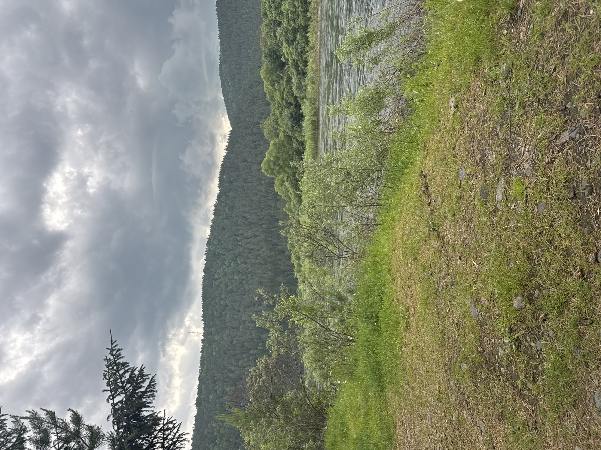 This is a landscape photograph of a wide, calm river flowing through a valley. The river is bordered by lush green trees and dense vegetation on its banks. In the background, rolling hills covered in a thick evergreen forest stretch across the horizon, disappearing into a hazy sky filled with dramatic, heavy grey clouds. The foreground consists of a grassy area with scattered stones and small plants. A partial view of a dark green conifer branch is visible in the upper left corner of the image. There are no people or discernible structures in the scene. The location is identified as the city of Narva, Russia.