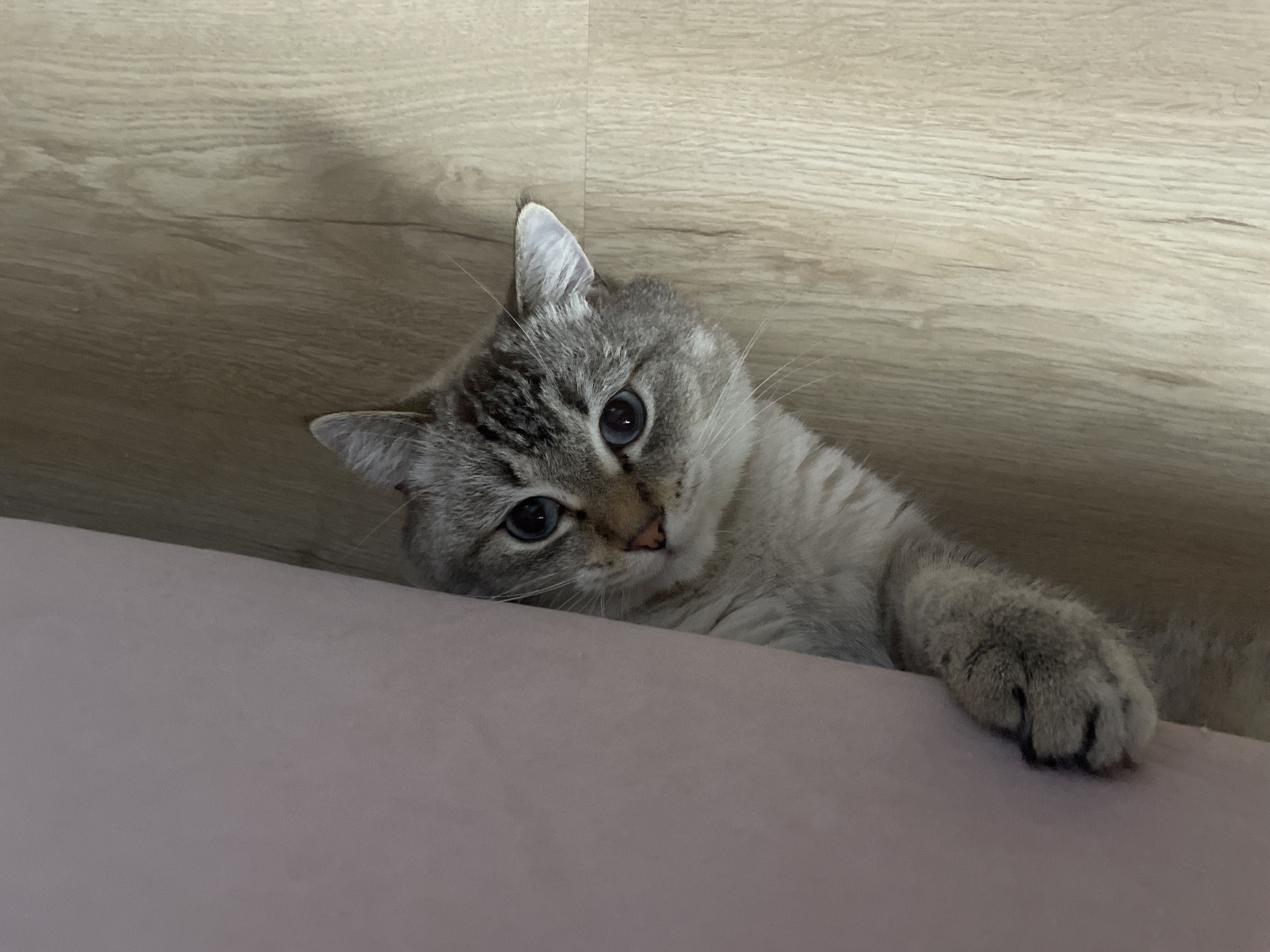A light-colored domestic cat with striking blue eyes and tabby point markings is the central subject of the image, captured indoors in Votkinsk, Russia. The cat, likely a lynx point breed, has soft cream-grey fur with darker grey stripes visible on its head, ears, and paws. Its nose is a soft pinkish-brown.
The cat is positioned lying down, with its head resting gently on a plush, pale pink upholstered surface, possibly a sofa or bed. Its head is tilted slightly, and it gazes directly forward with a curious and calm expression. One of its front paws, also showing darker grey fur, is visible, resting on the same pink surface.
In the background, a light brown wooden surface with distinct grain patterns is visible, suggesting either a wooden floor or paneling on a wall. The lighting appears soft and even, indicating an indoor setting. There is no visible text in the image. The overall scene conveys a sense of domestic comfort and the cat's relaxed demeanor.