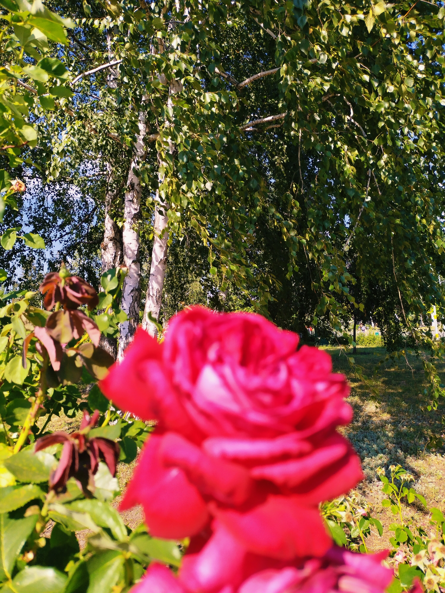 A close-up, slightly out-of-focus view of a vibrant red rose bloom dominates the foreground of this vertical, medium shot. Behind the rose, a bright green bush with dark red leaves is visible. In the mid-ground, two birch trees stand out with their distinctive white bark, their branches adorned with lush green leaves that catch the sunlight. The background reveals a grassy area with scattered sunlight and shadows, suggesting a park or garden setting. The overall scene is bathed in natural light, indicative of a sunny day. The presence of trees and the manicured grassy area point towards an outdoor, possibly urban green space. The image evokes a sense of natural beauty and tranquility. No people or text are visible. The location is Horishni Plavni, Ukraine.