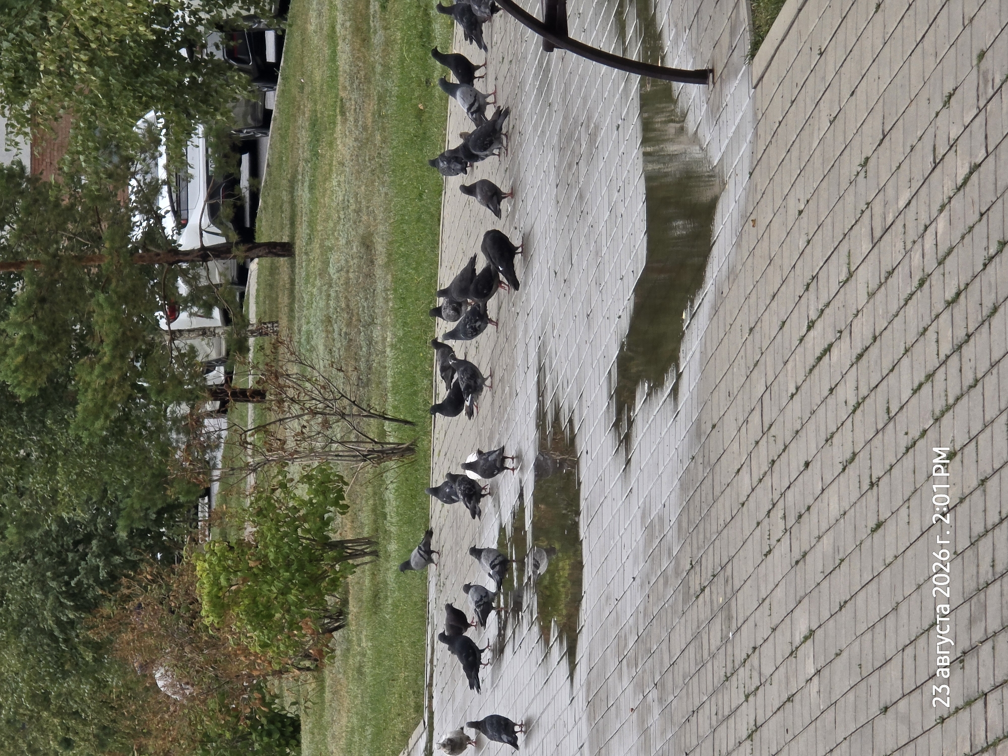 A flock of pigeons is gathered on a wet, tiled pedestrian area, reflecting the overcast sky and surrounding trees. The pigeons are in various poses, some standing, some with wings slightly raised. Behind them, a grassy area borders a row of trees and shrubs. Further in the background, several white cars are parked in front of a building. The overall scene suggests an urban park or public space on a damp day. A date and time stamp reads "23 августа 2026 г. 2:01 PM".